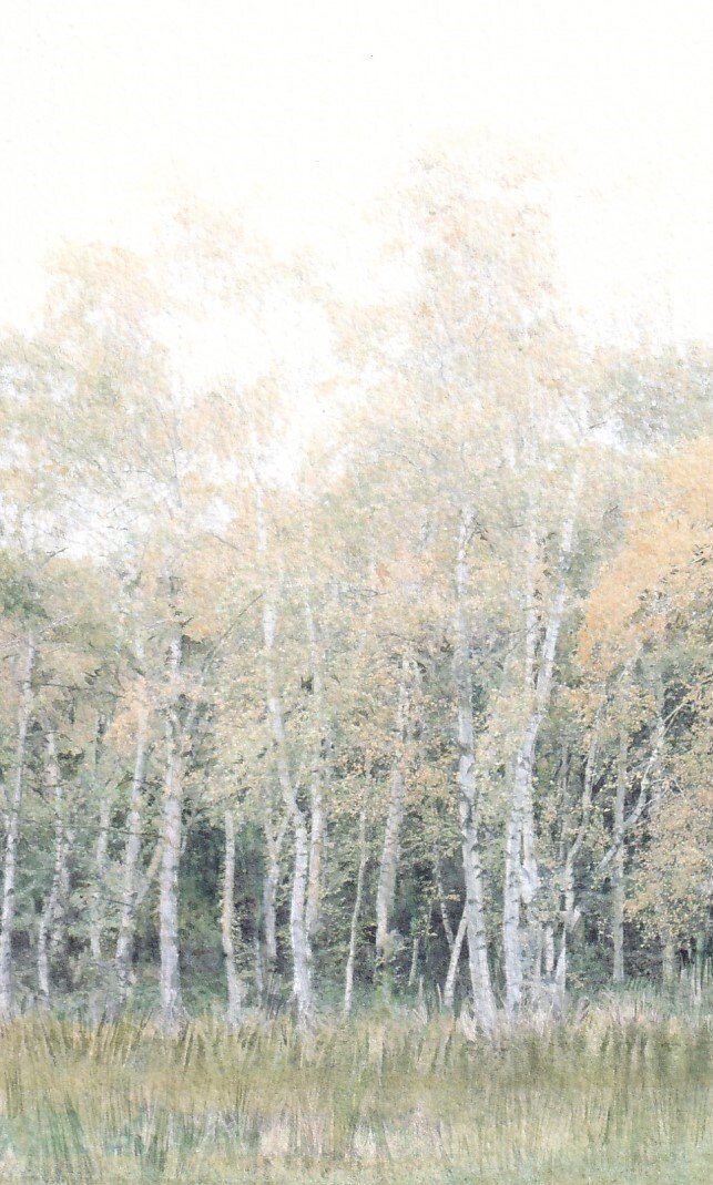 Birch trees in a woodland  SOLD