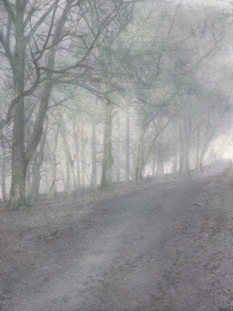 Avenue of trees in the mist  SOLD