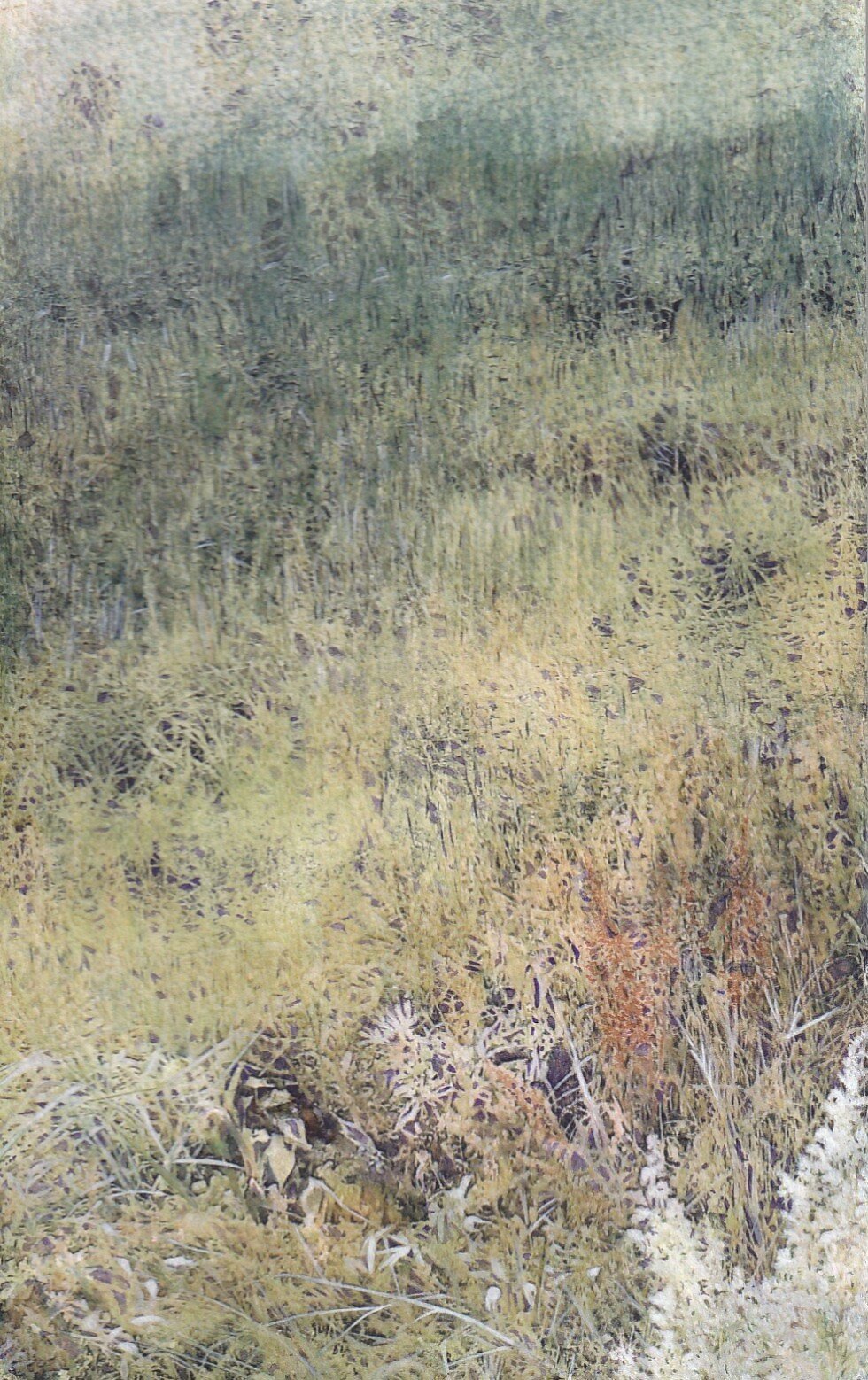 Norfolk coast path in the grasses