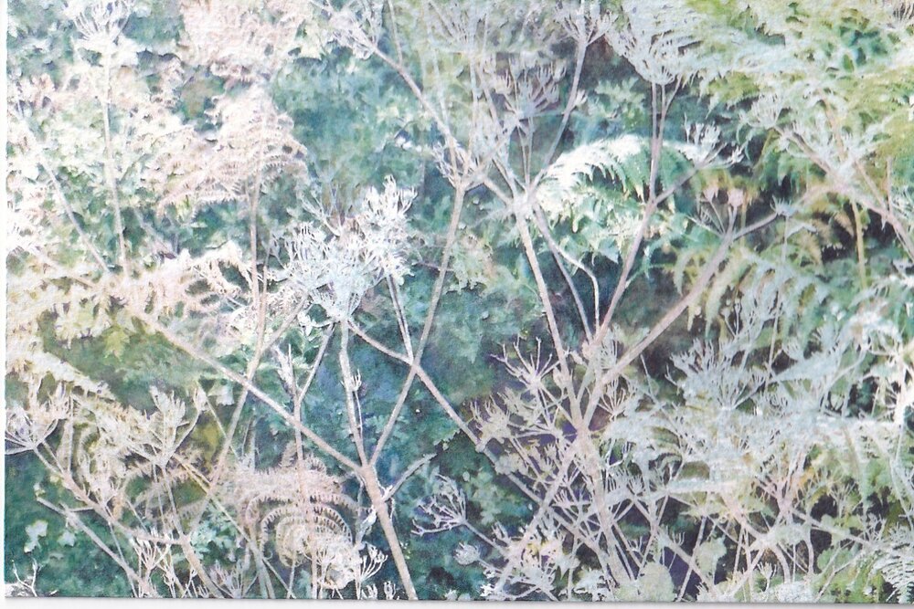 Cow parsley in the sunshine