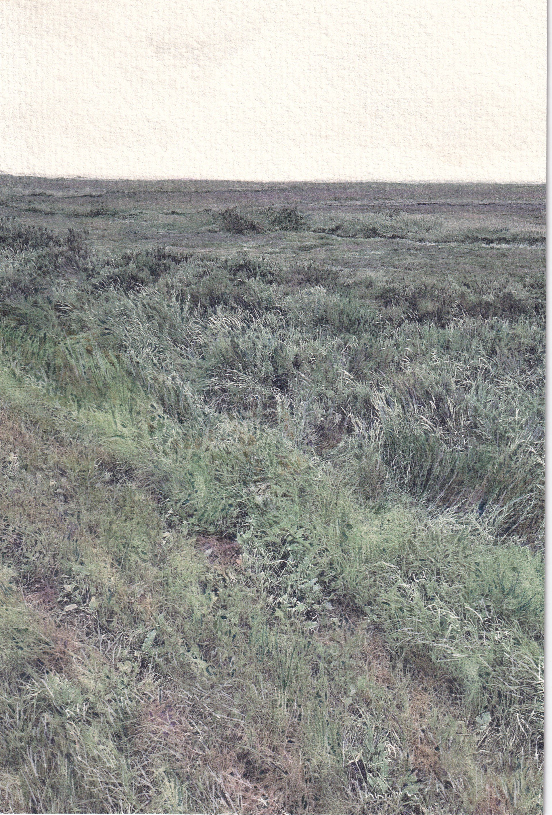 Norfolk grasses and track