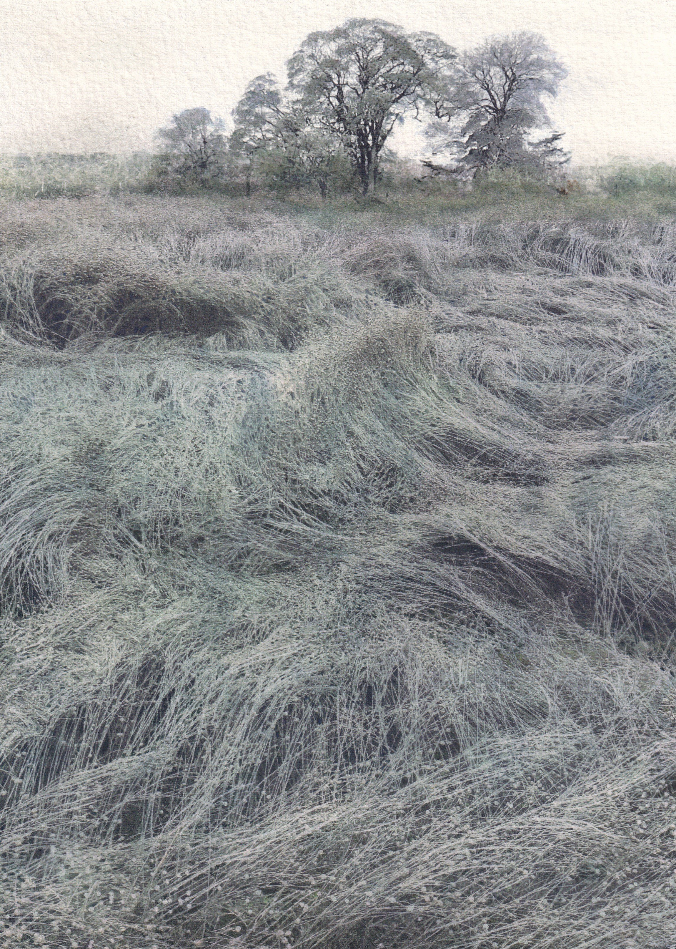 Waves of Flax with Trees  SOLD