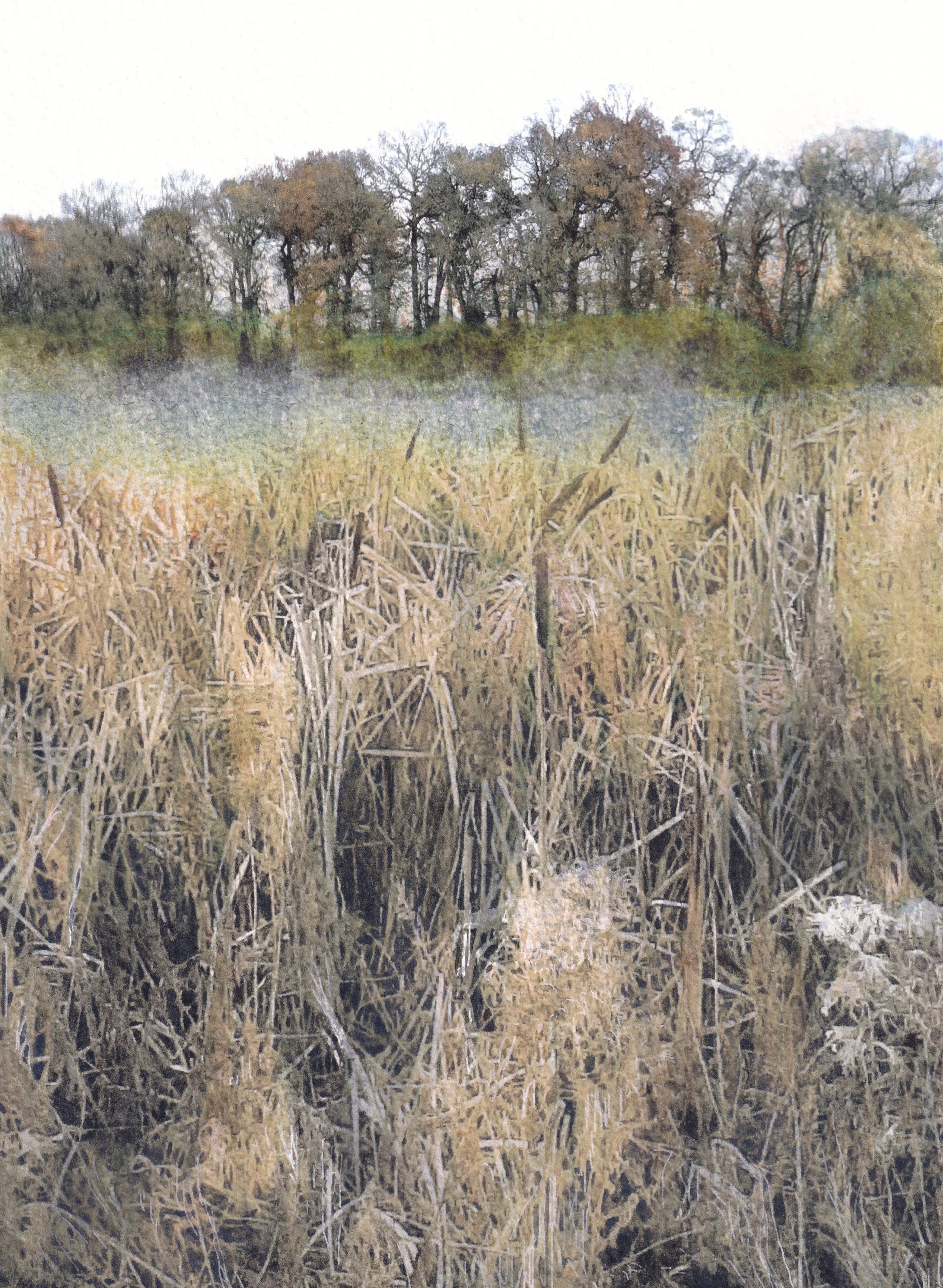 Bullrushes and trees