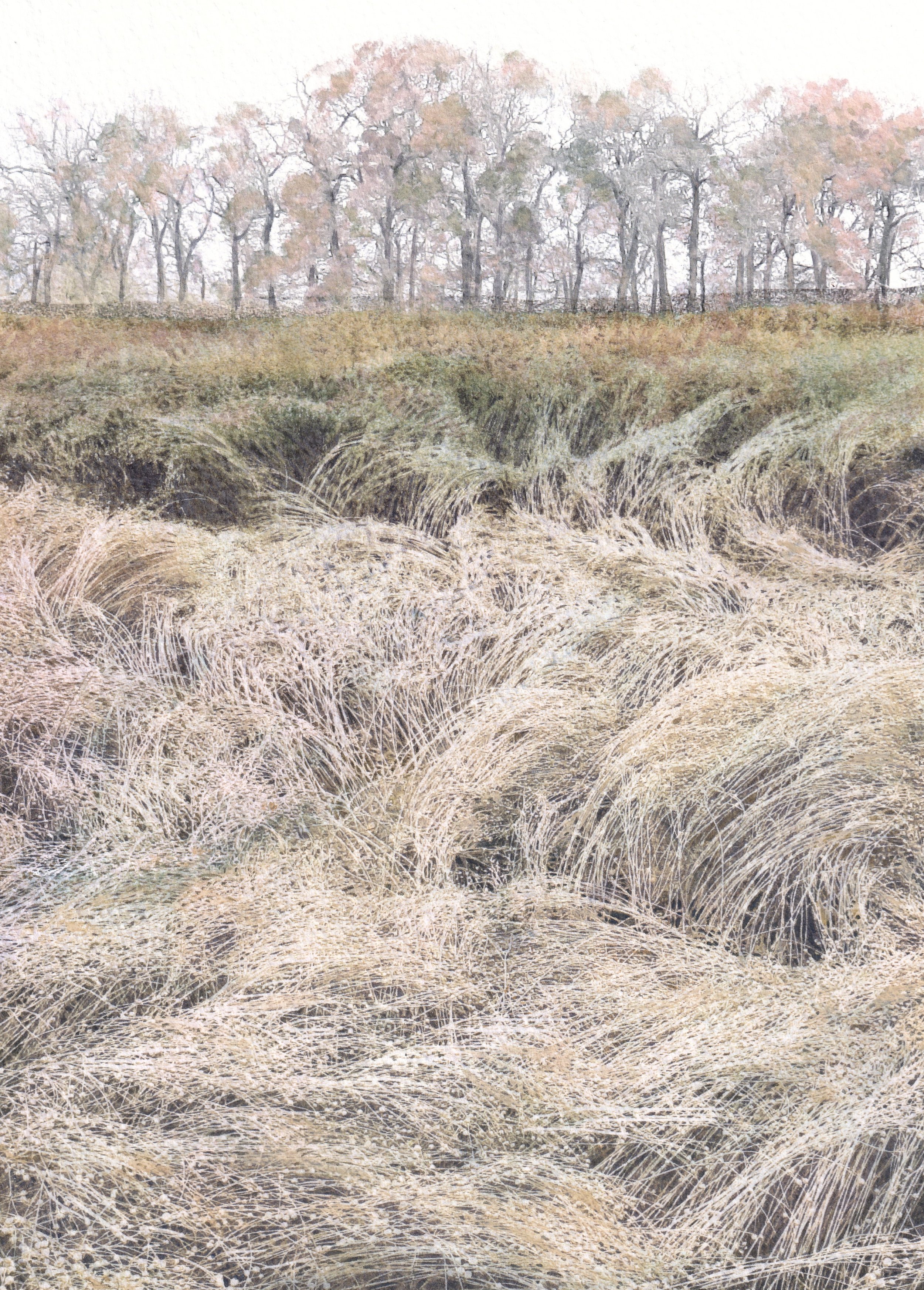 Waves of flax at sunrise