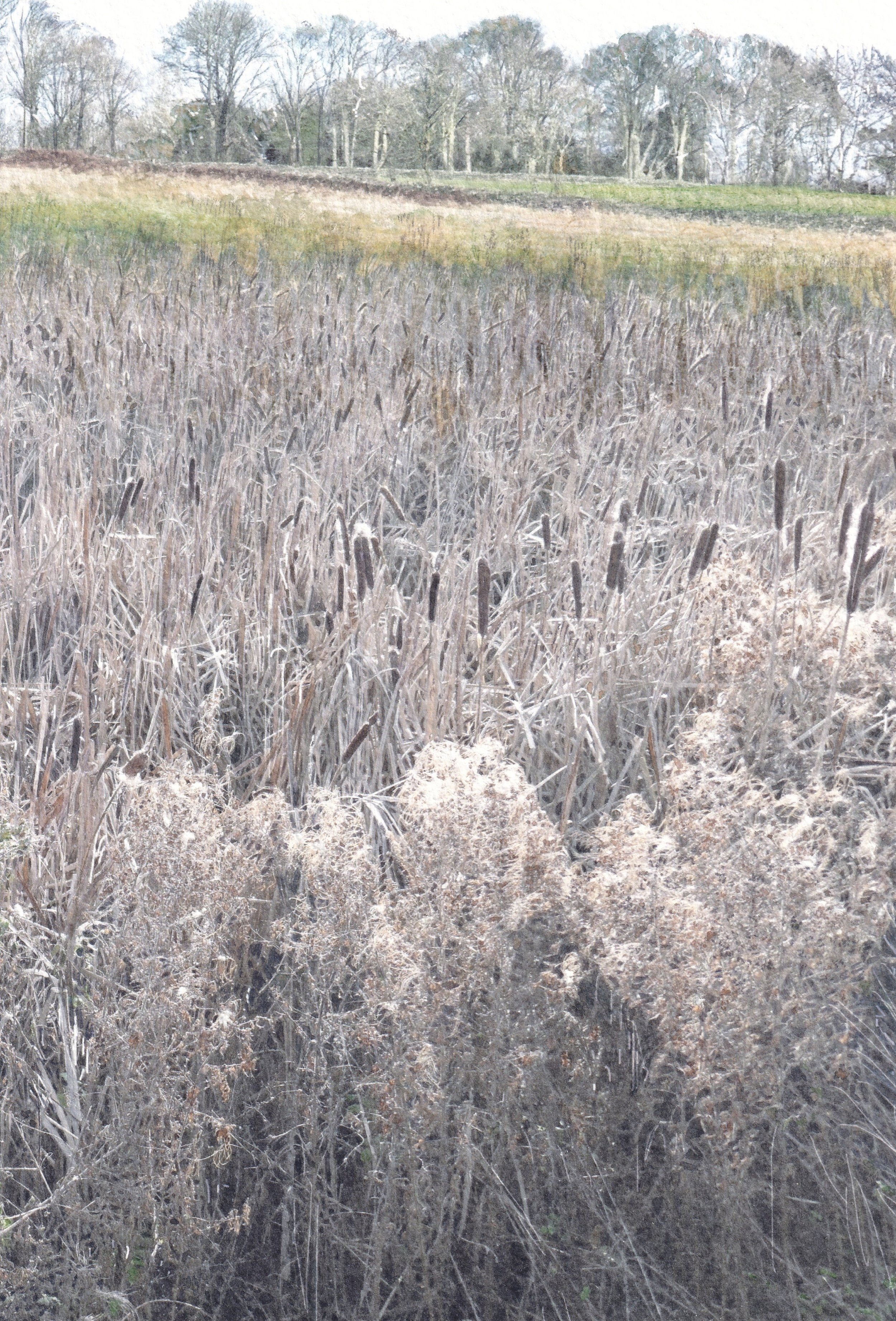 Through the Bullrushes and up the Hill