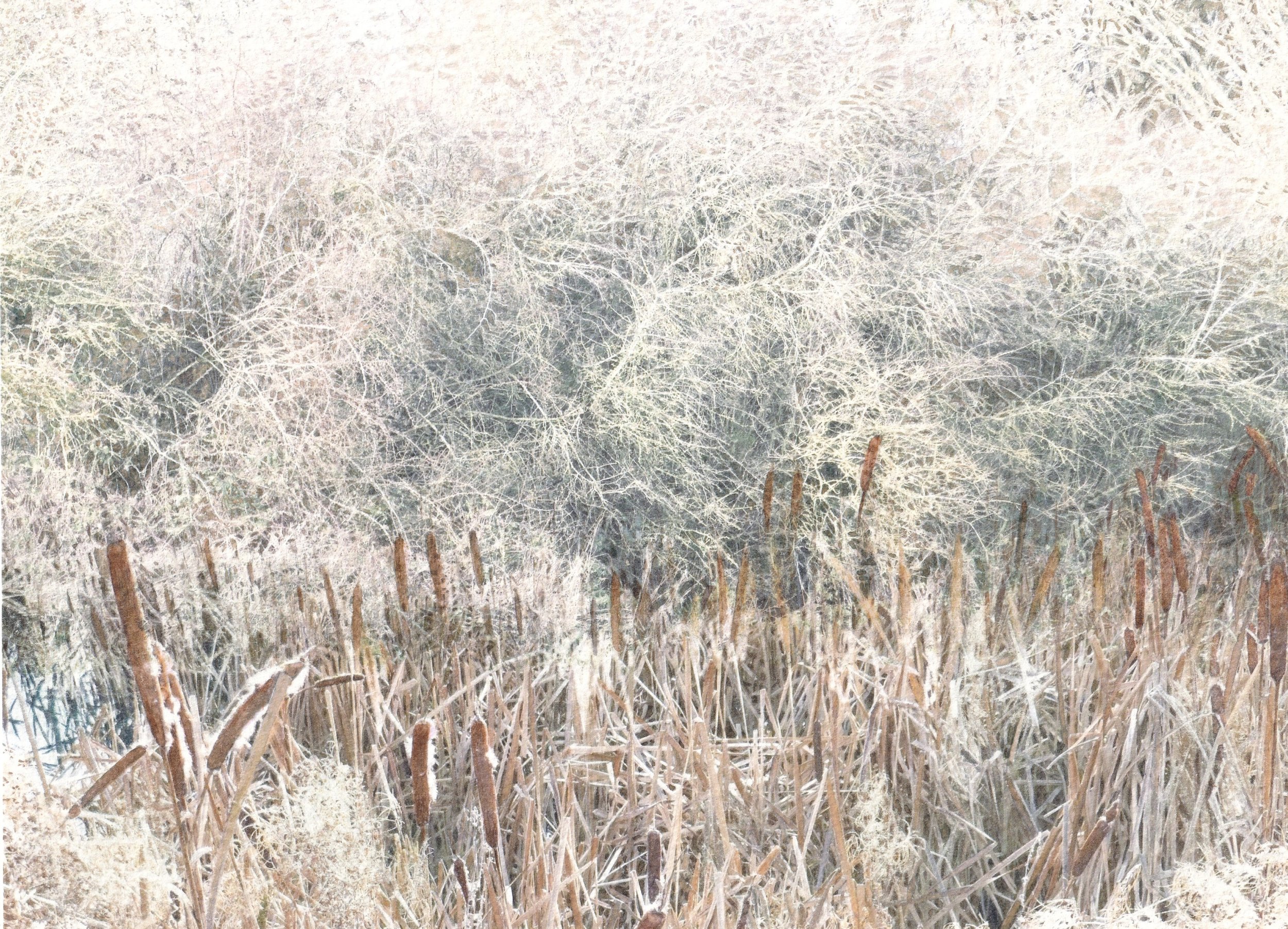 Bullrushes in the Balance Pond