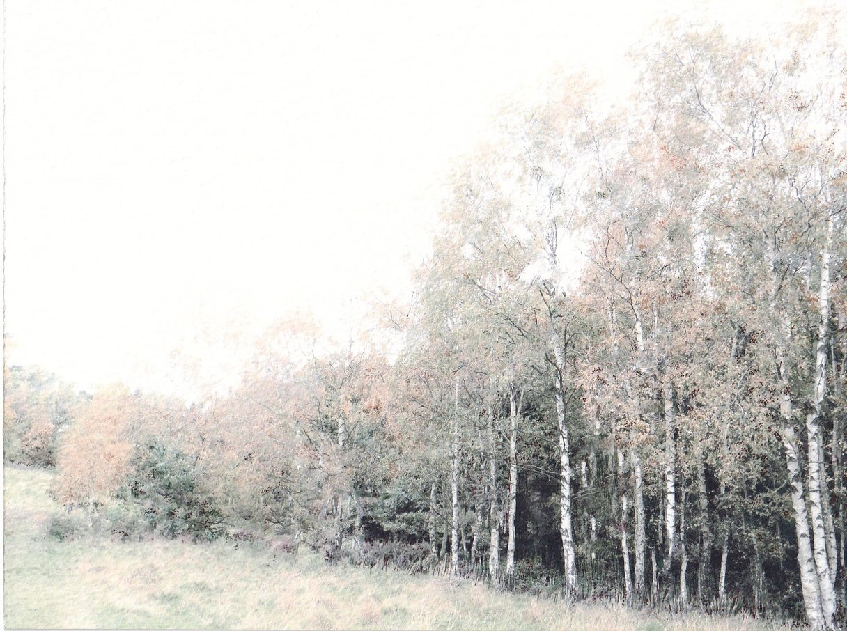 Birch Trees