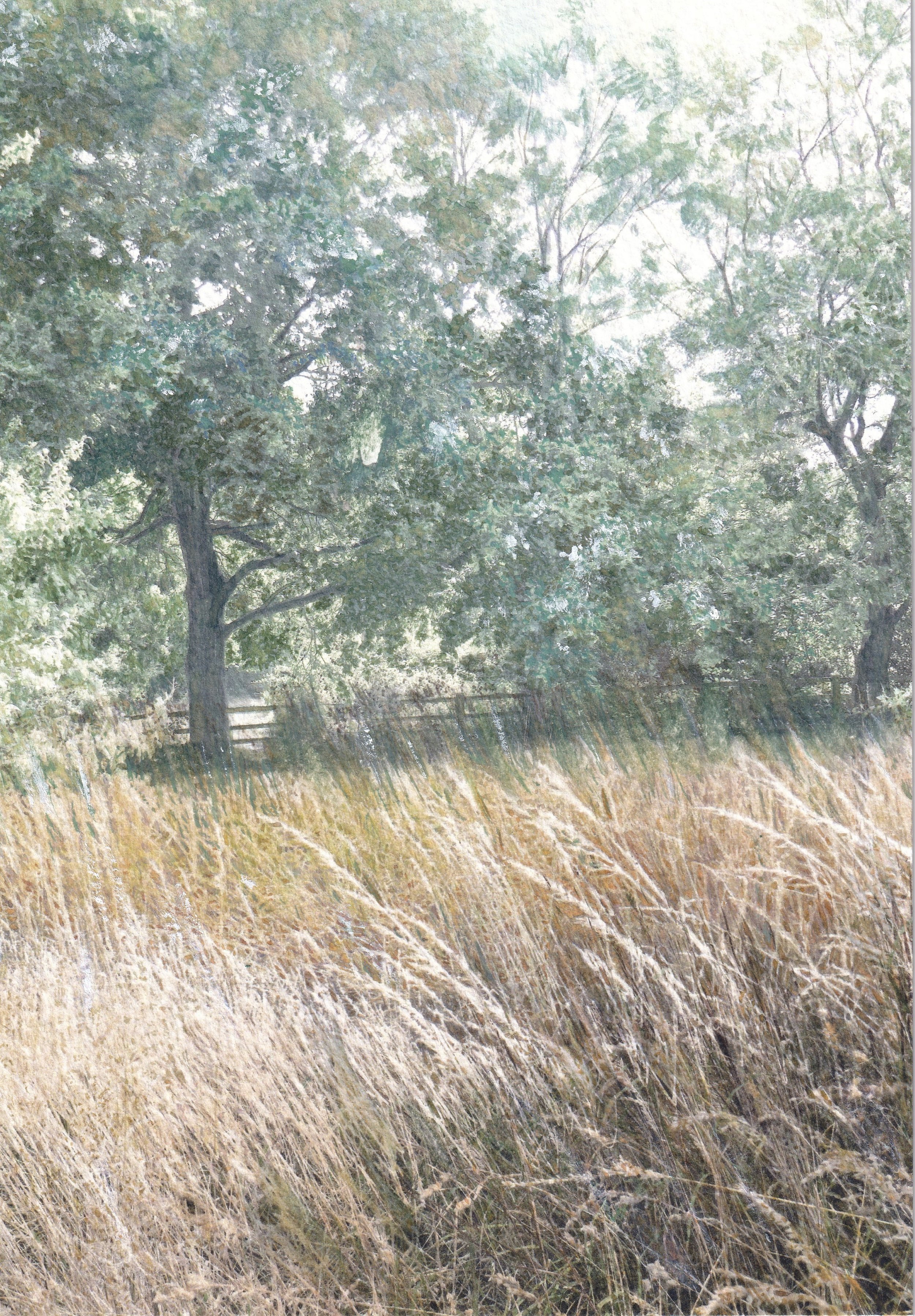 Orchard in Summer Sunshine