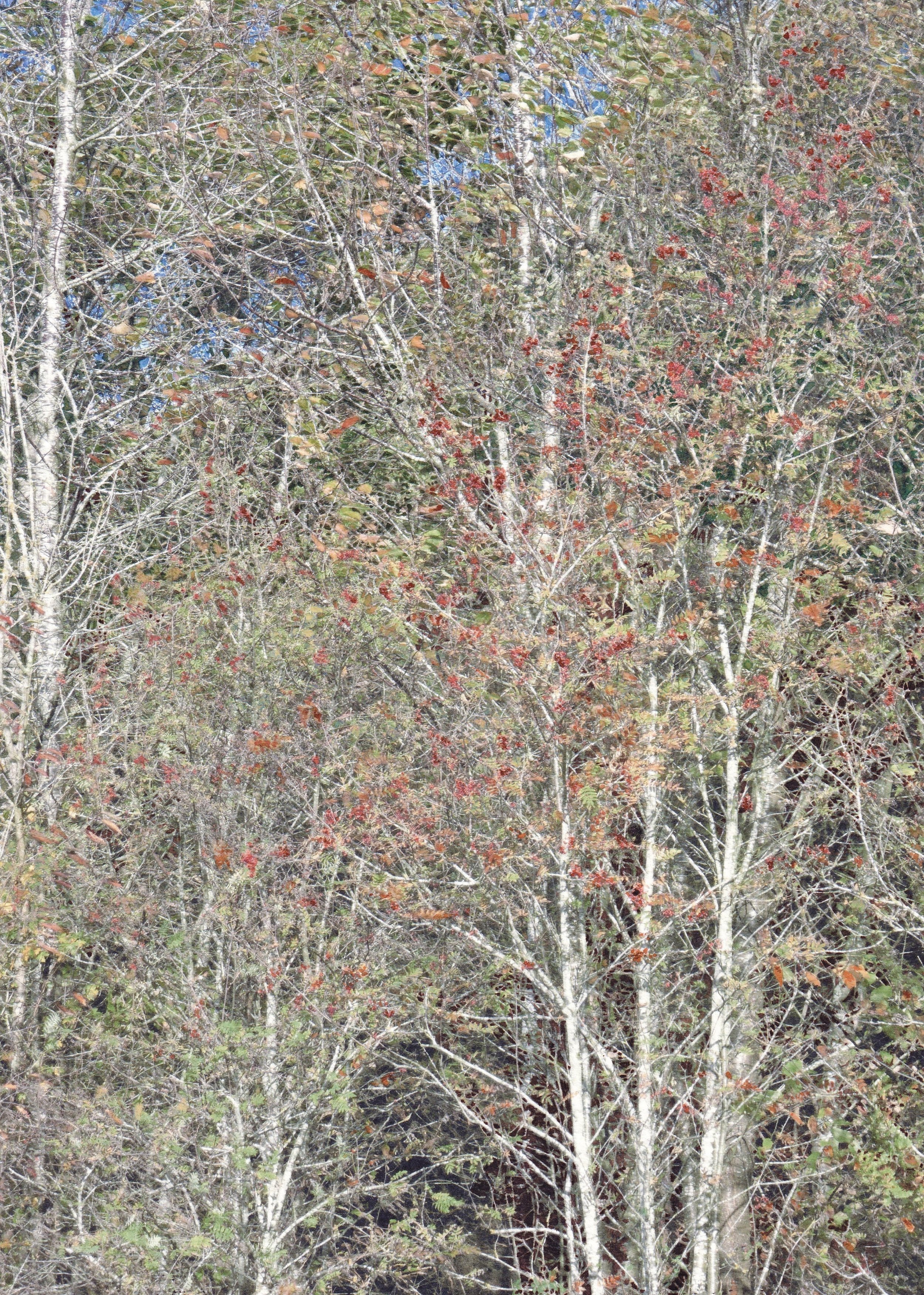 Within the Autumn Woodland 20 x 29.5.jpg