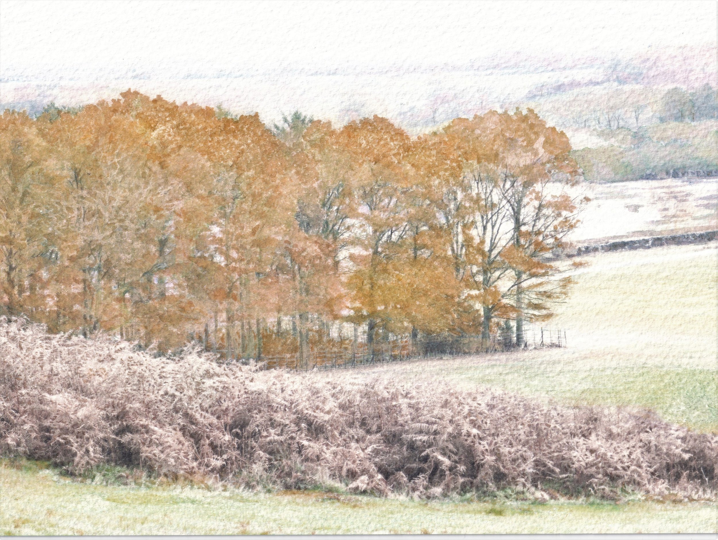 Bradgate in the Frost