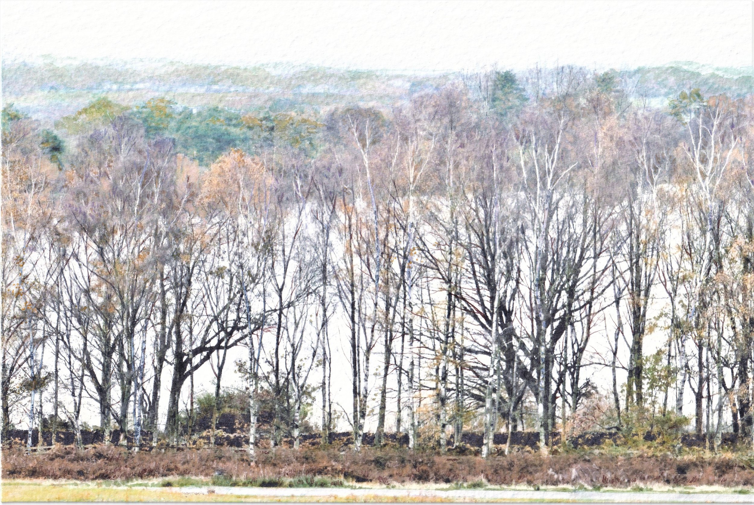 Bradgate Through the Trees