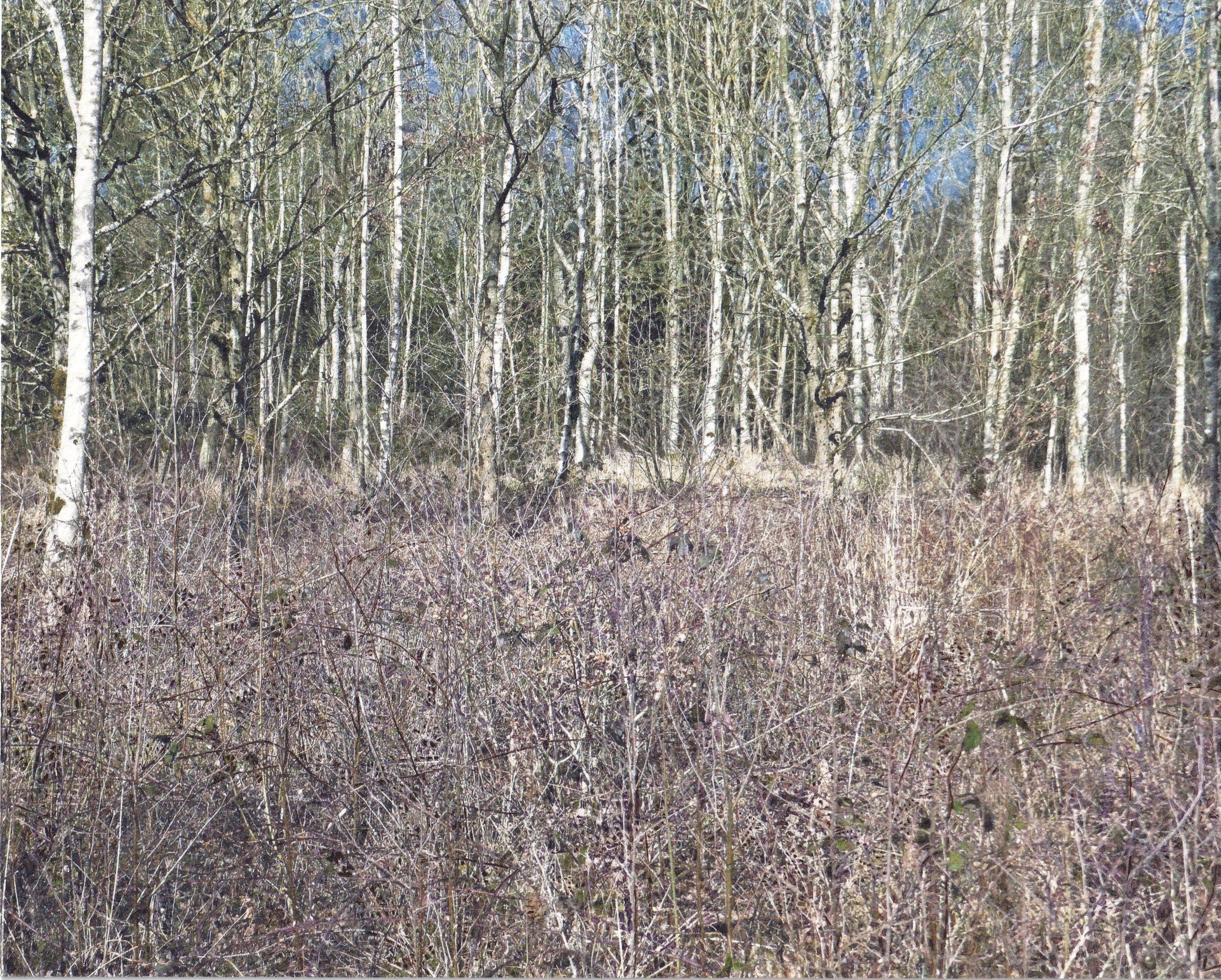 Winter Birches in the Brambles