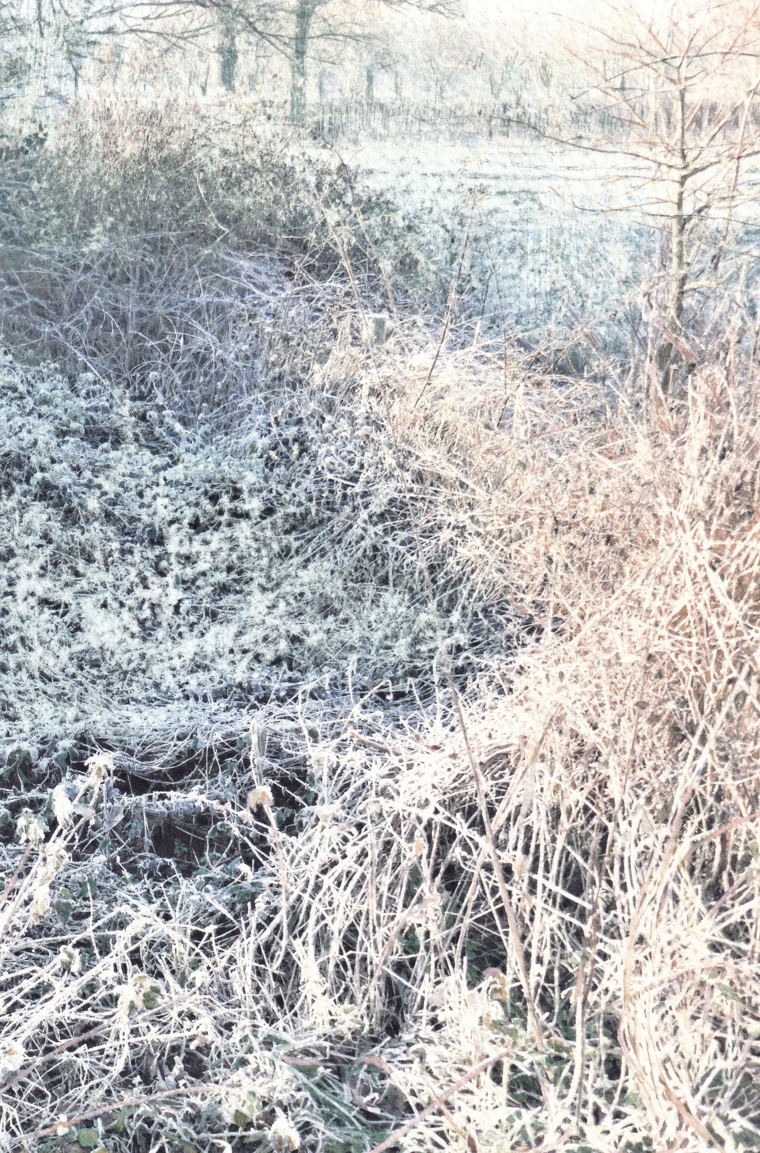 Frosty Hedge