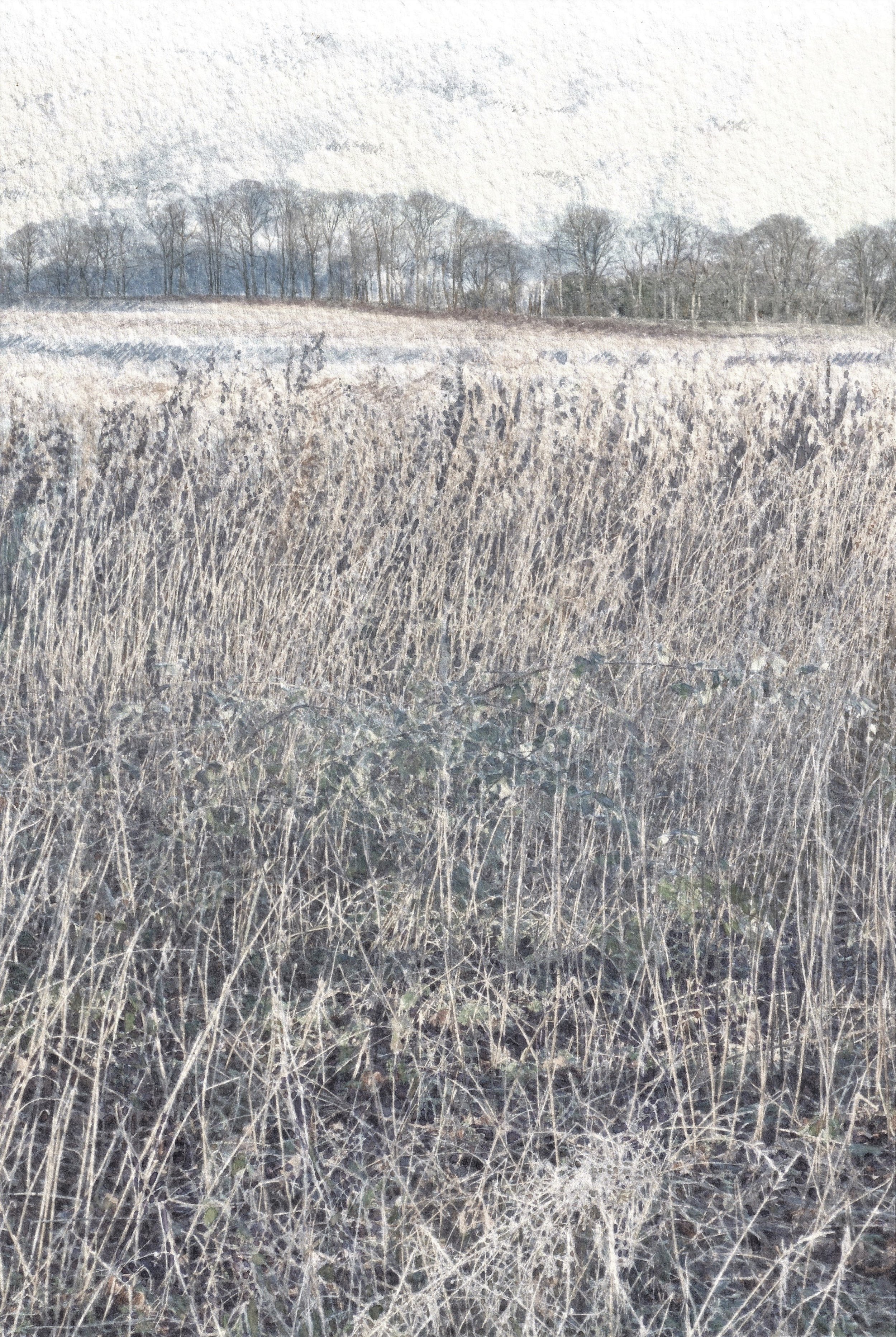 Walking Through the Grasses