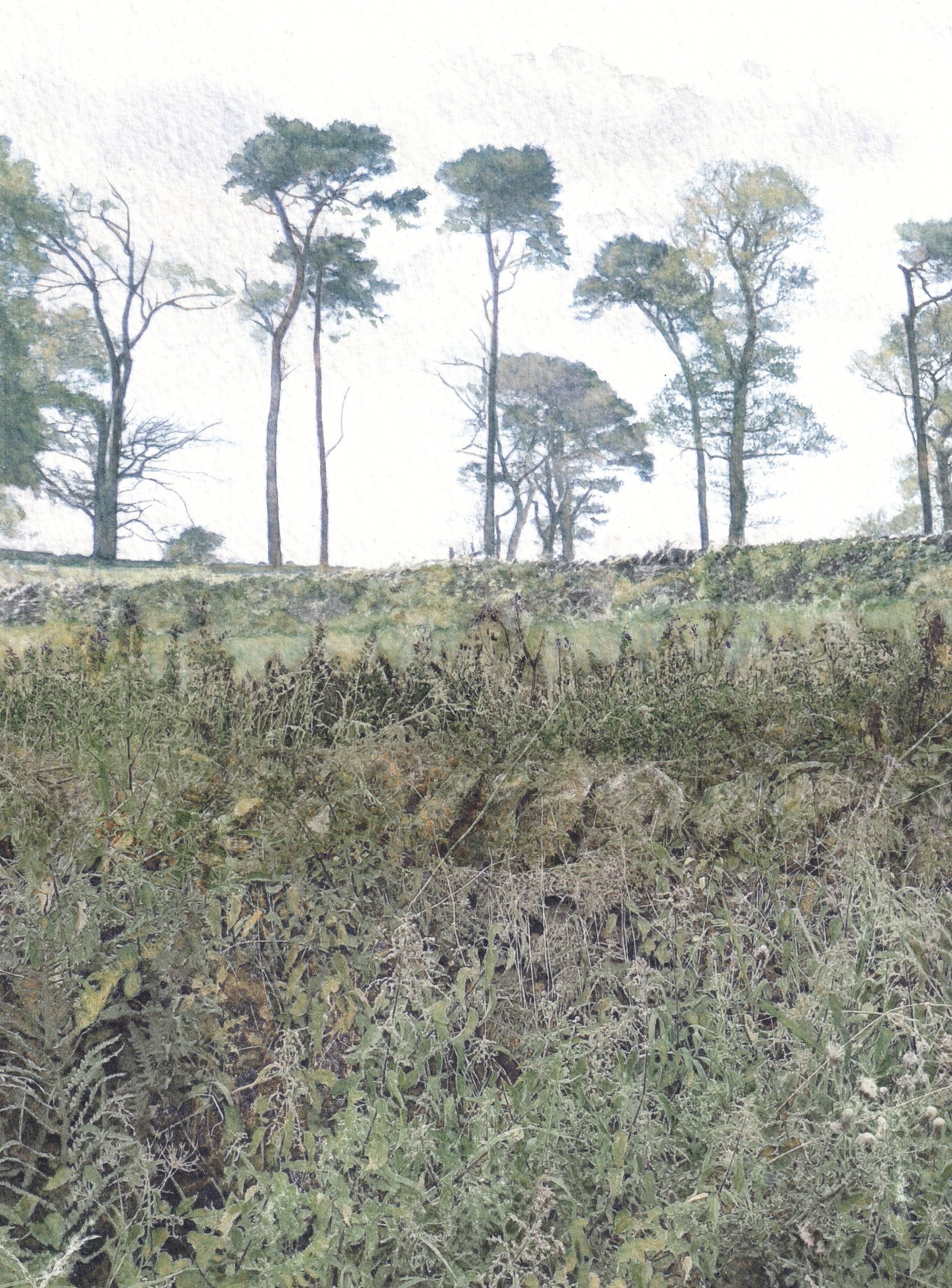 Walls, Brambles and Trees in a Line