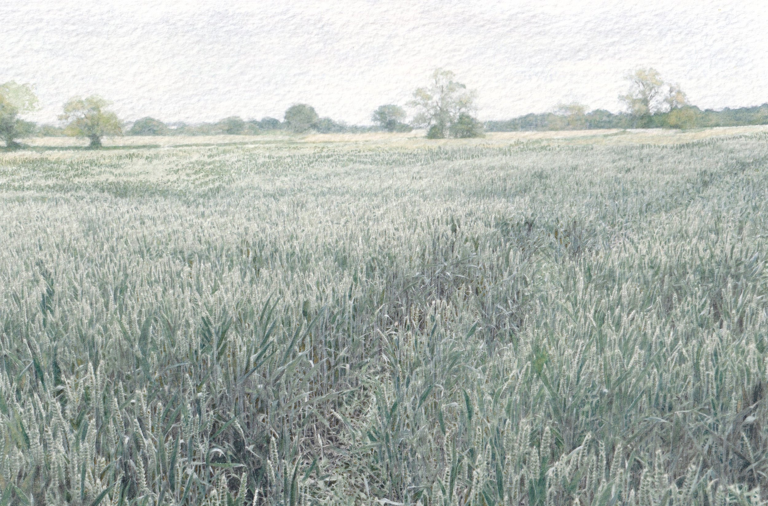 Path Through the Crops