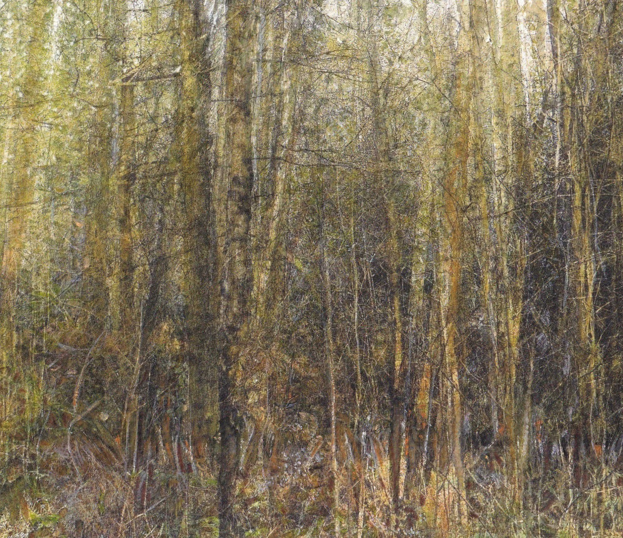 Ambient Light in the Woods