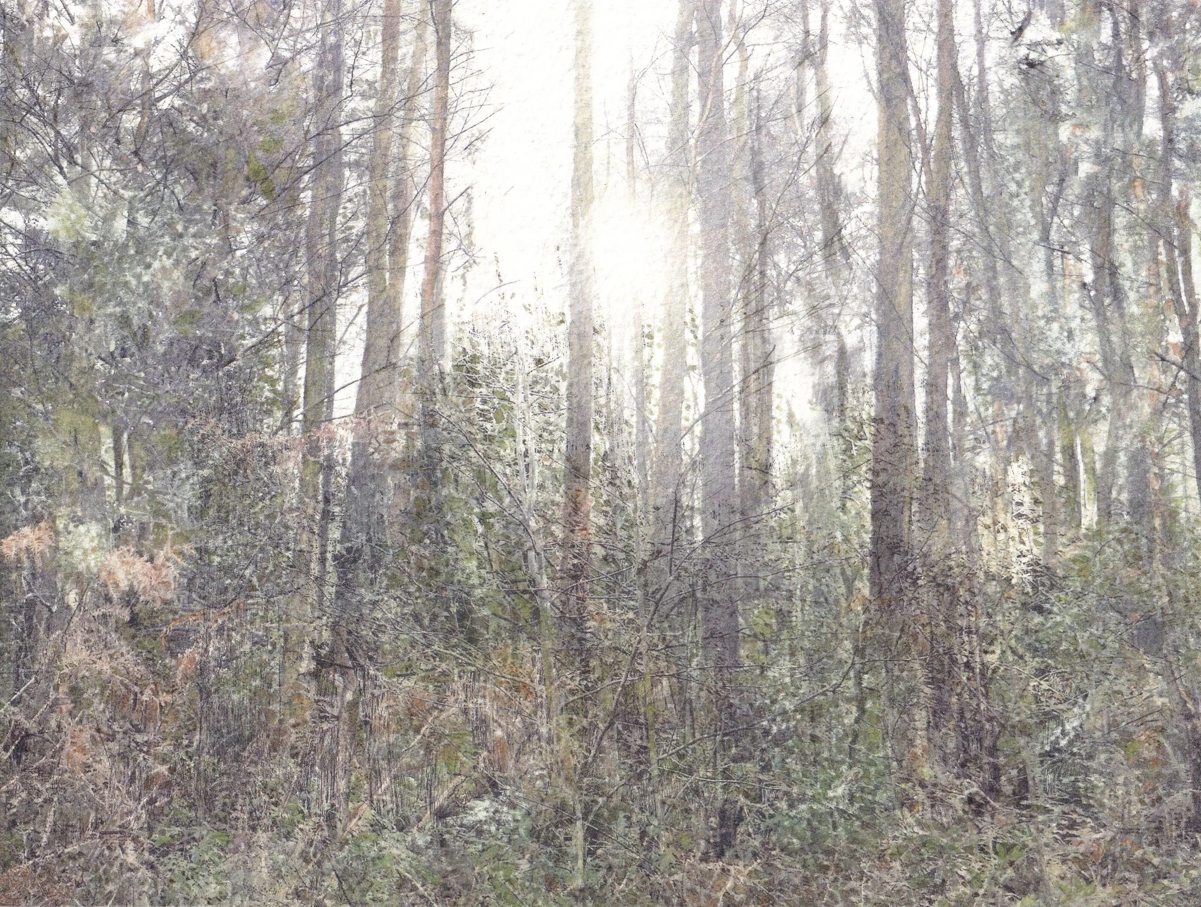 Morning in the Woods