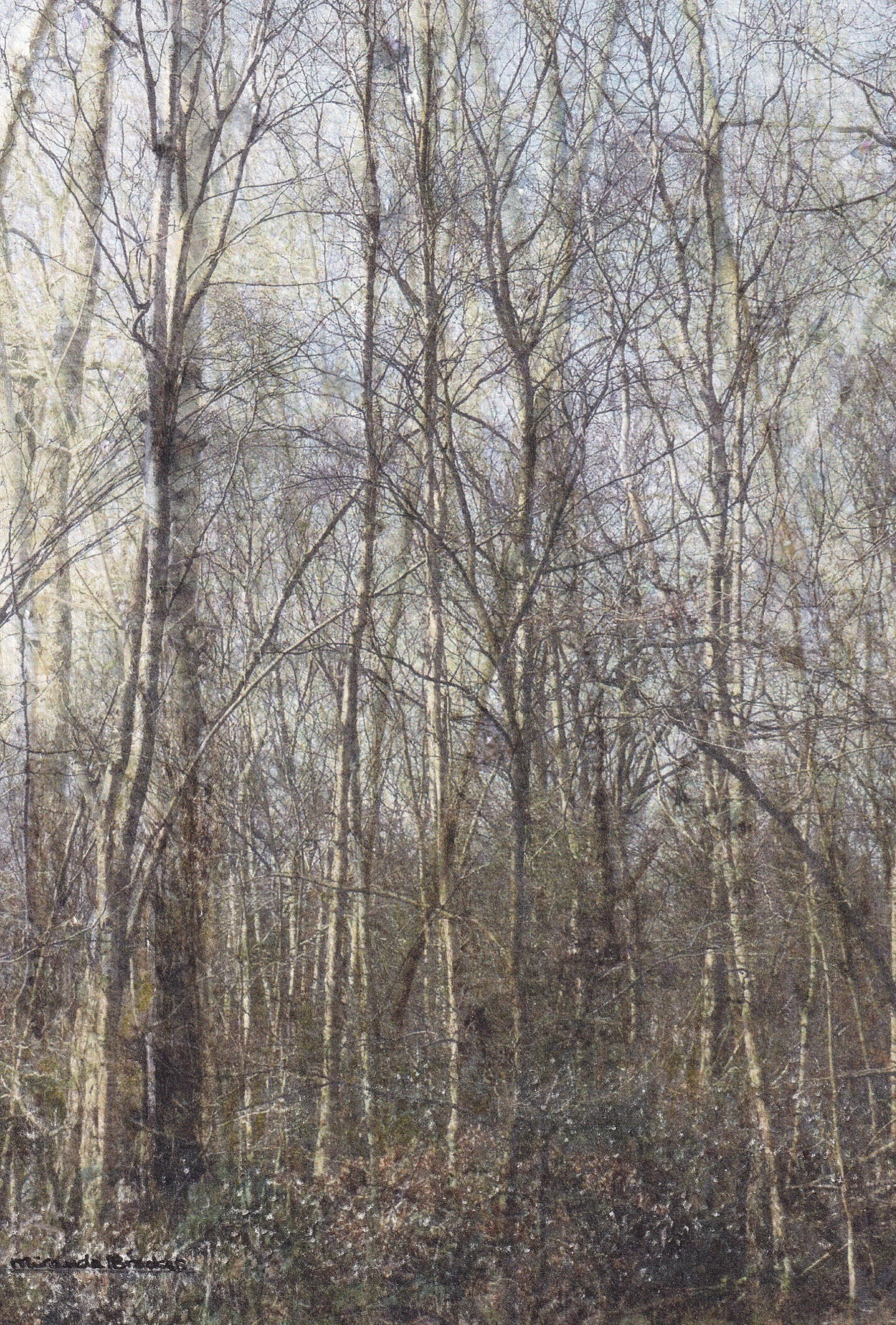 Intricate Complexity in the Woods