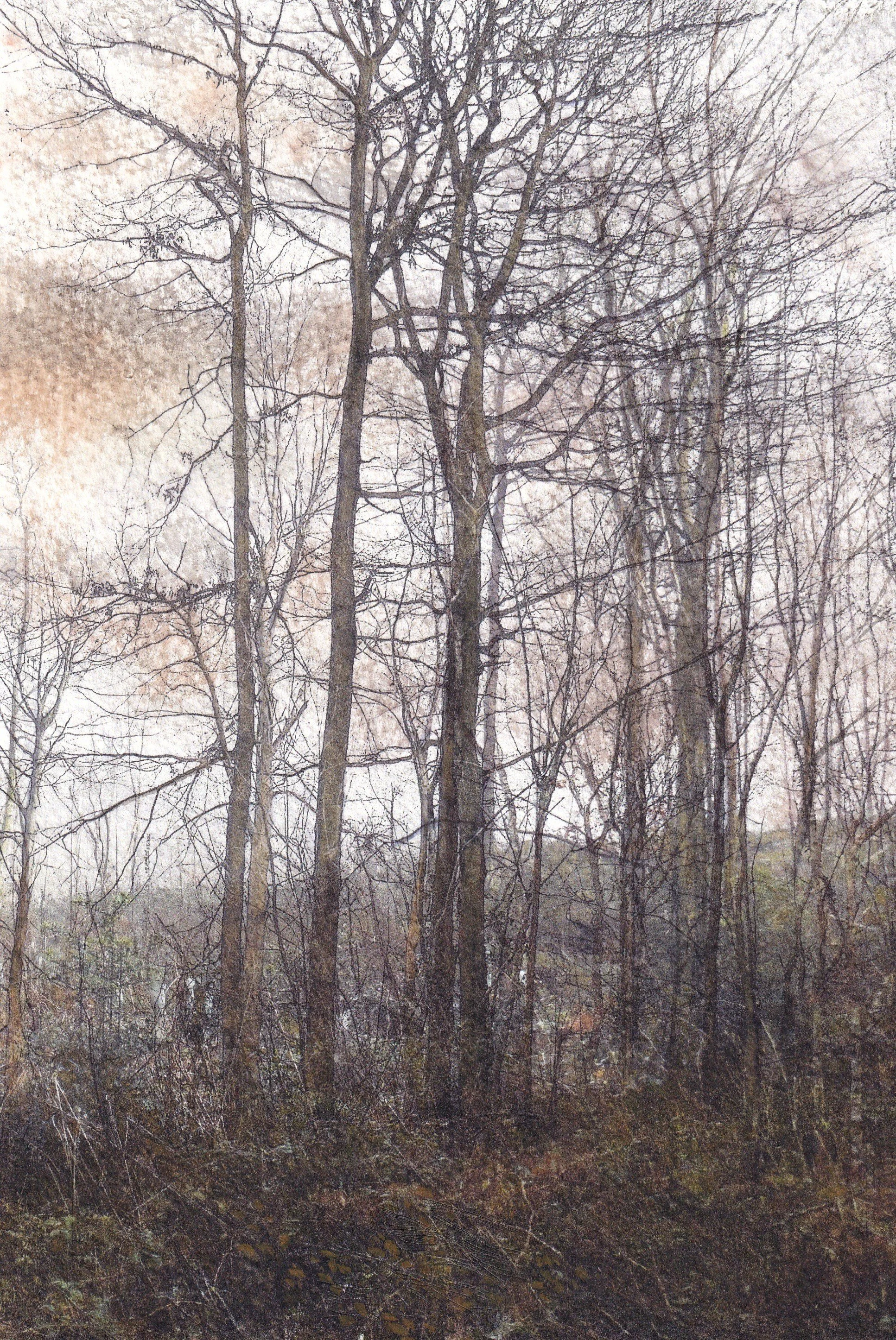 Last Light in the Woods