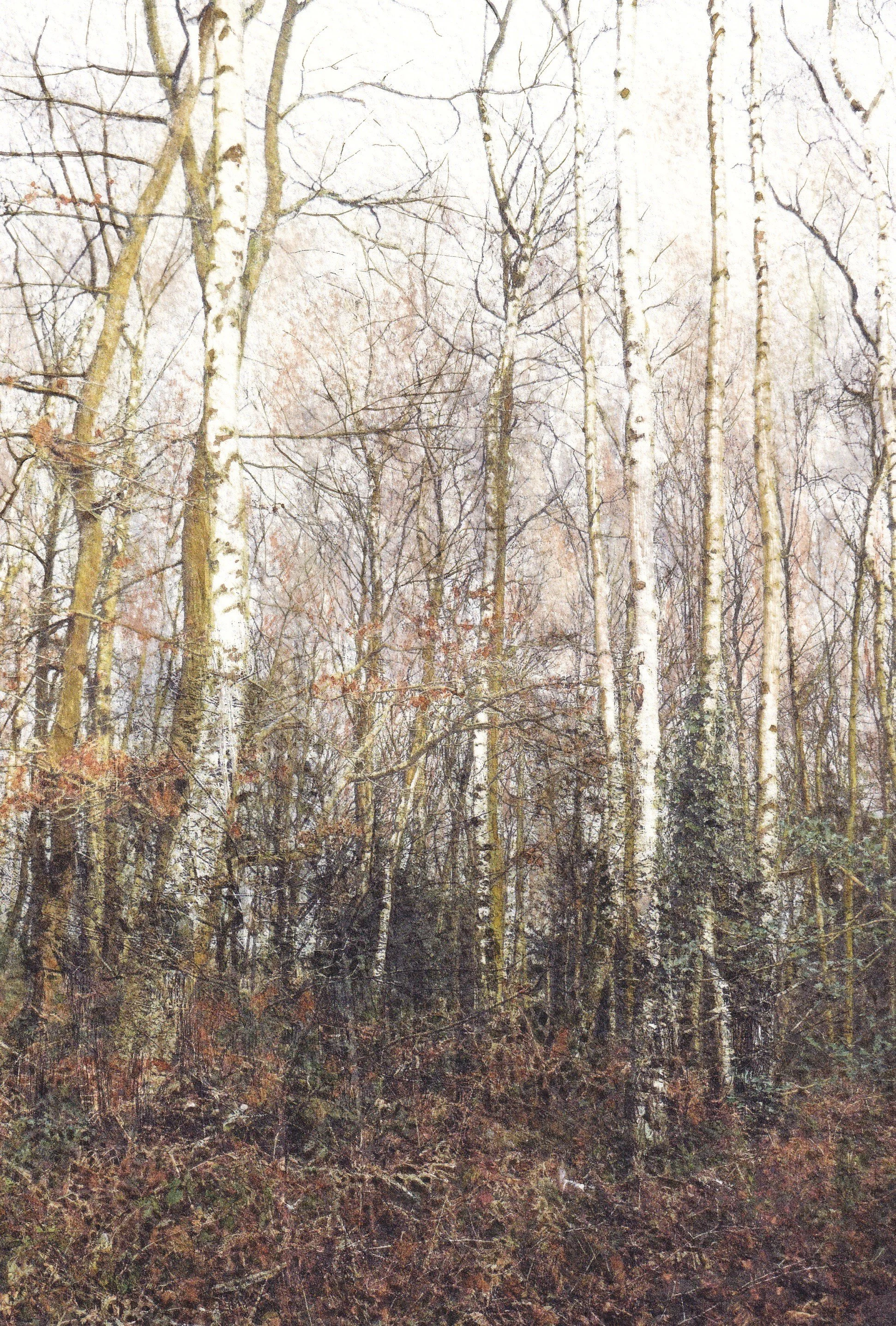 Trees Reaching Upwards