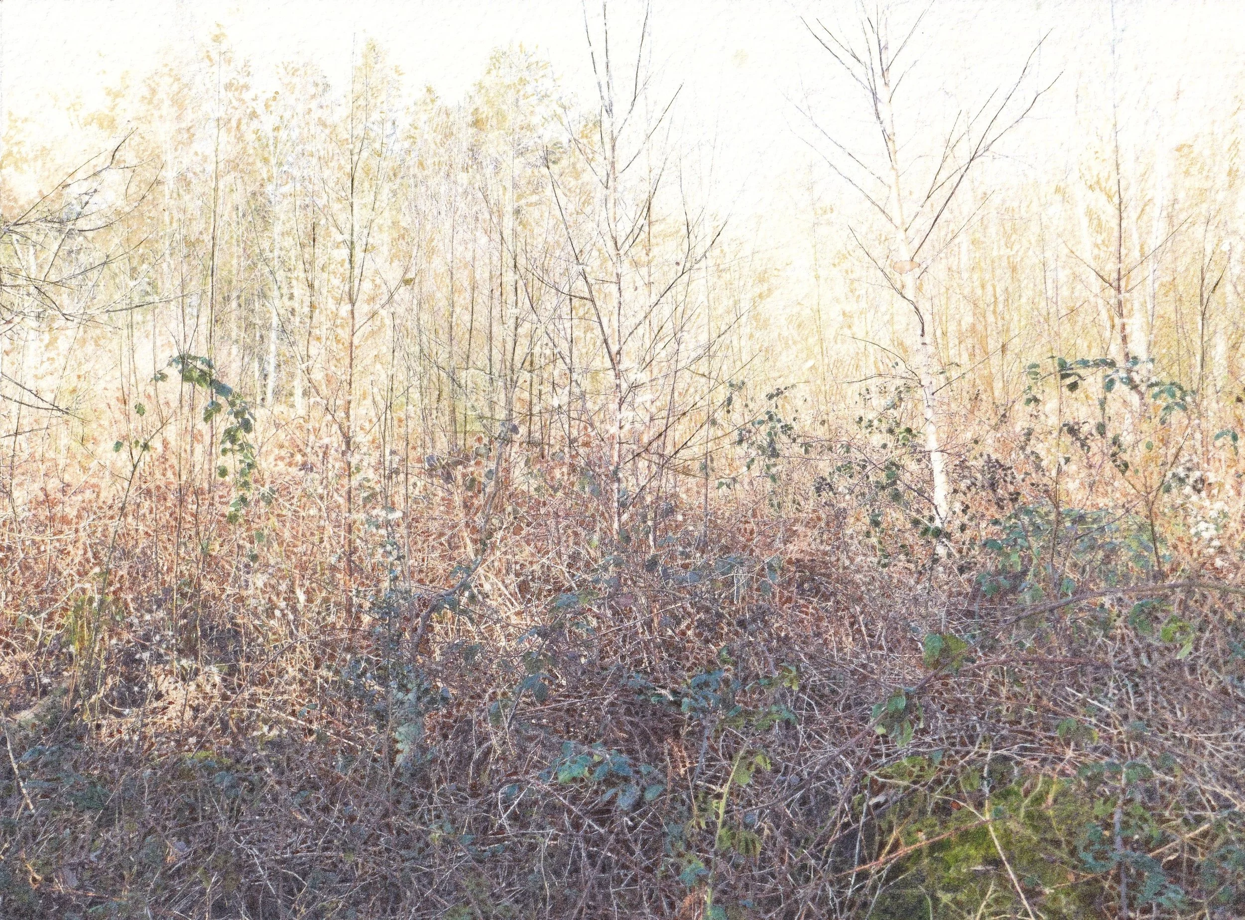 Here Today Gone Tomorrow