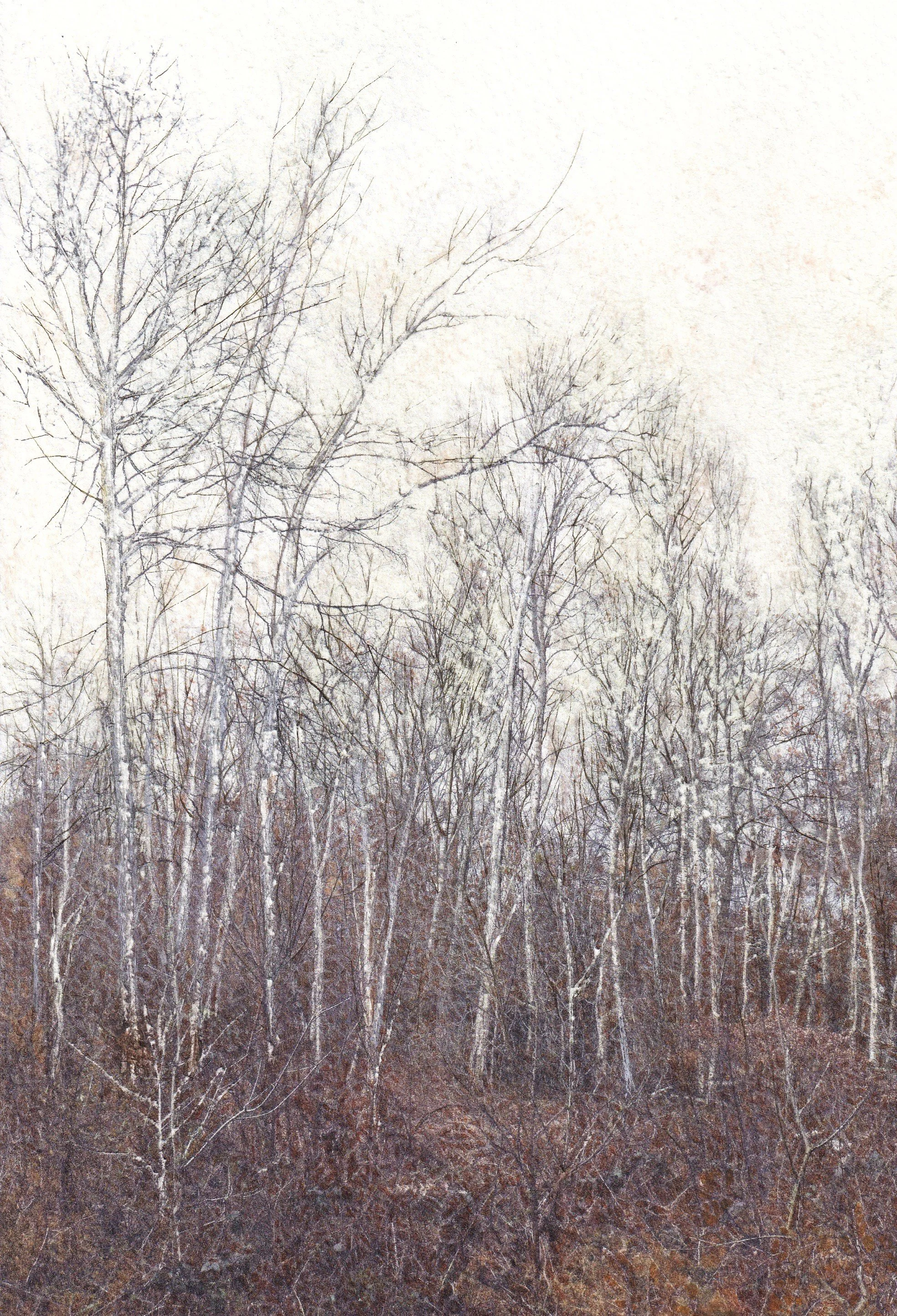 A Changing Woodland