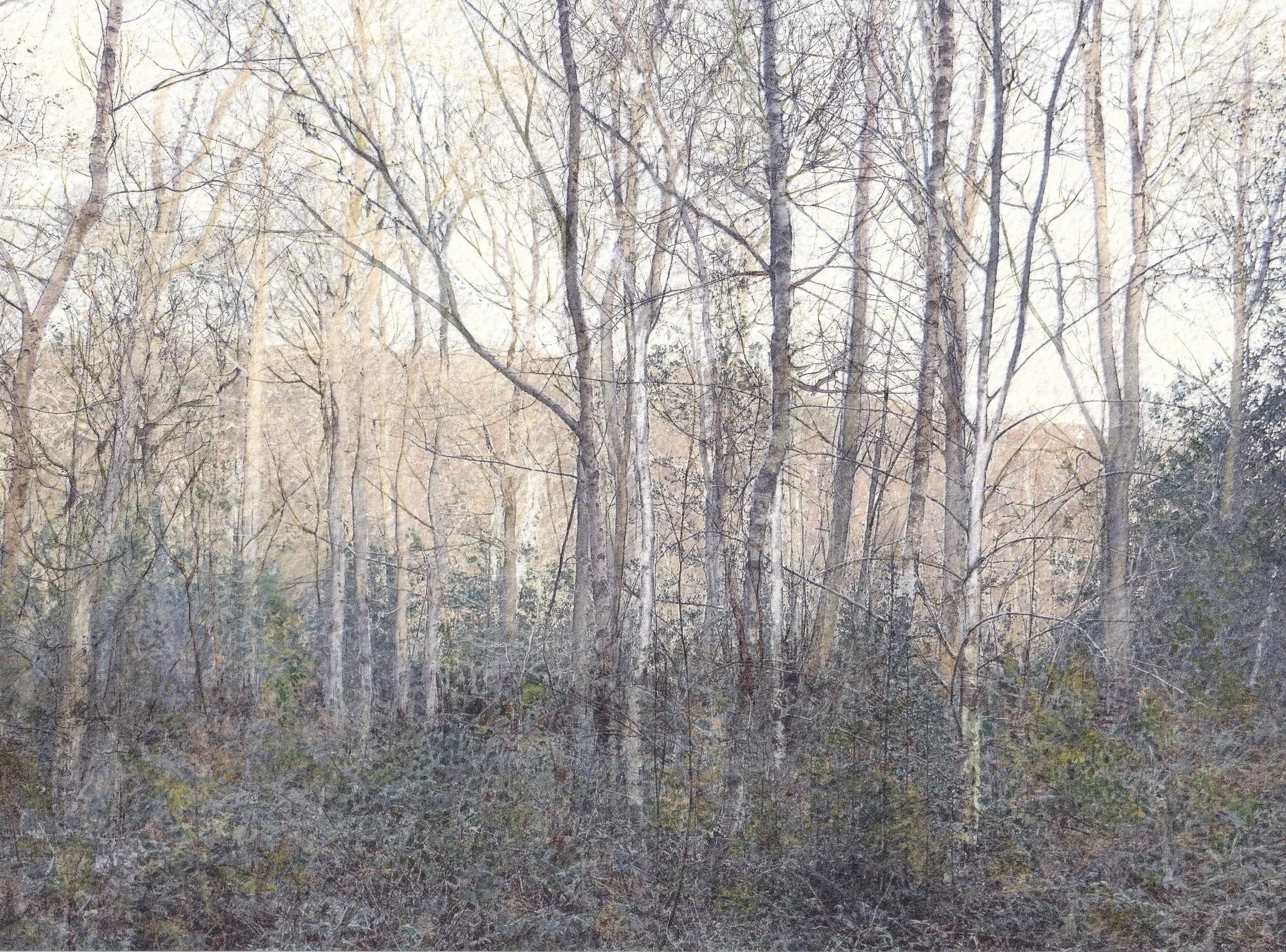 Entanglement in the Outwoods