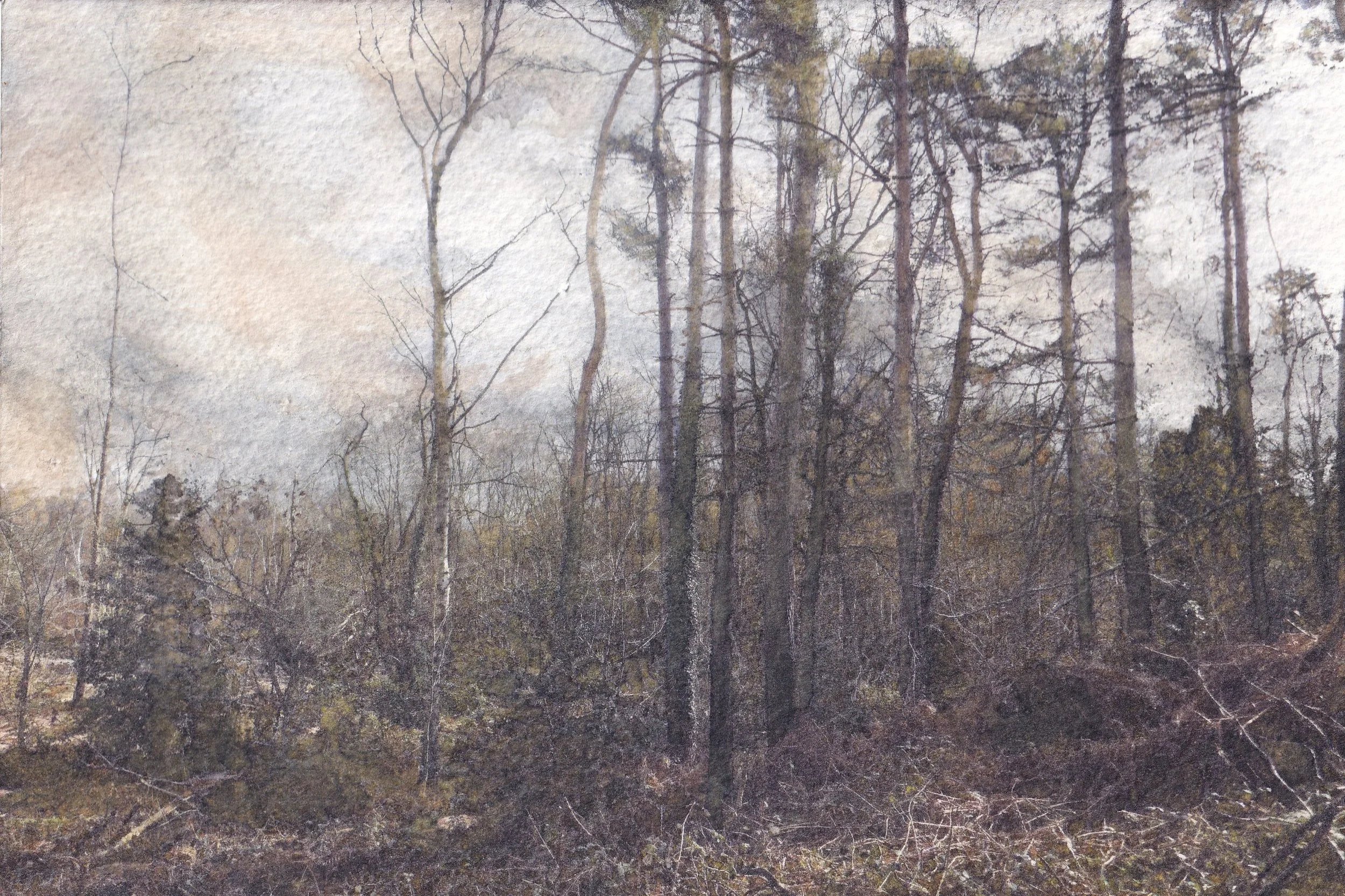 A Changed Woodland