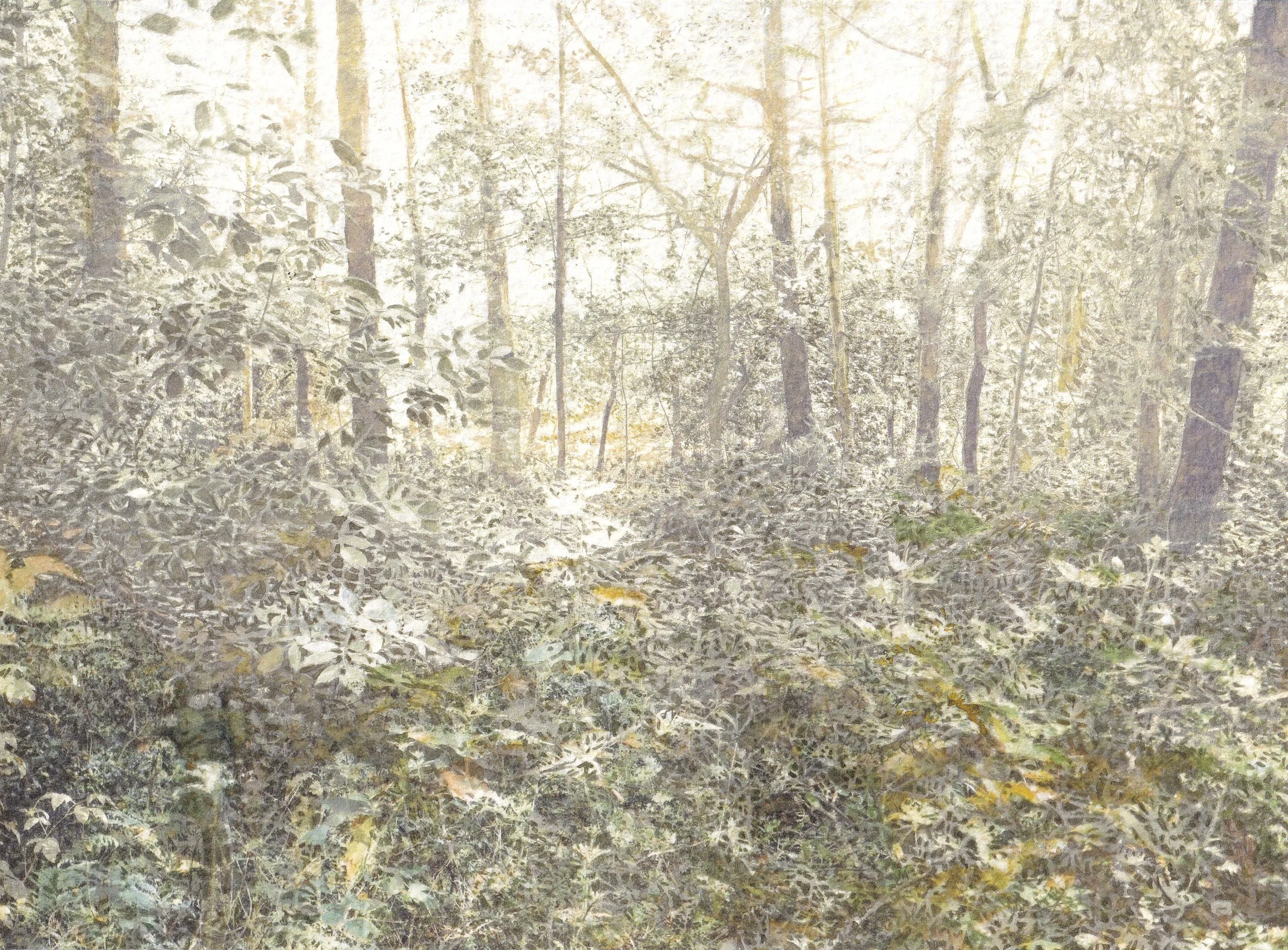 Calm Returns to the Woodland