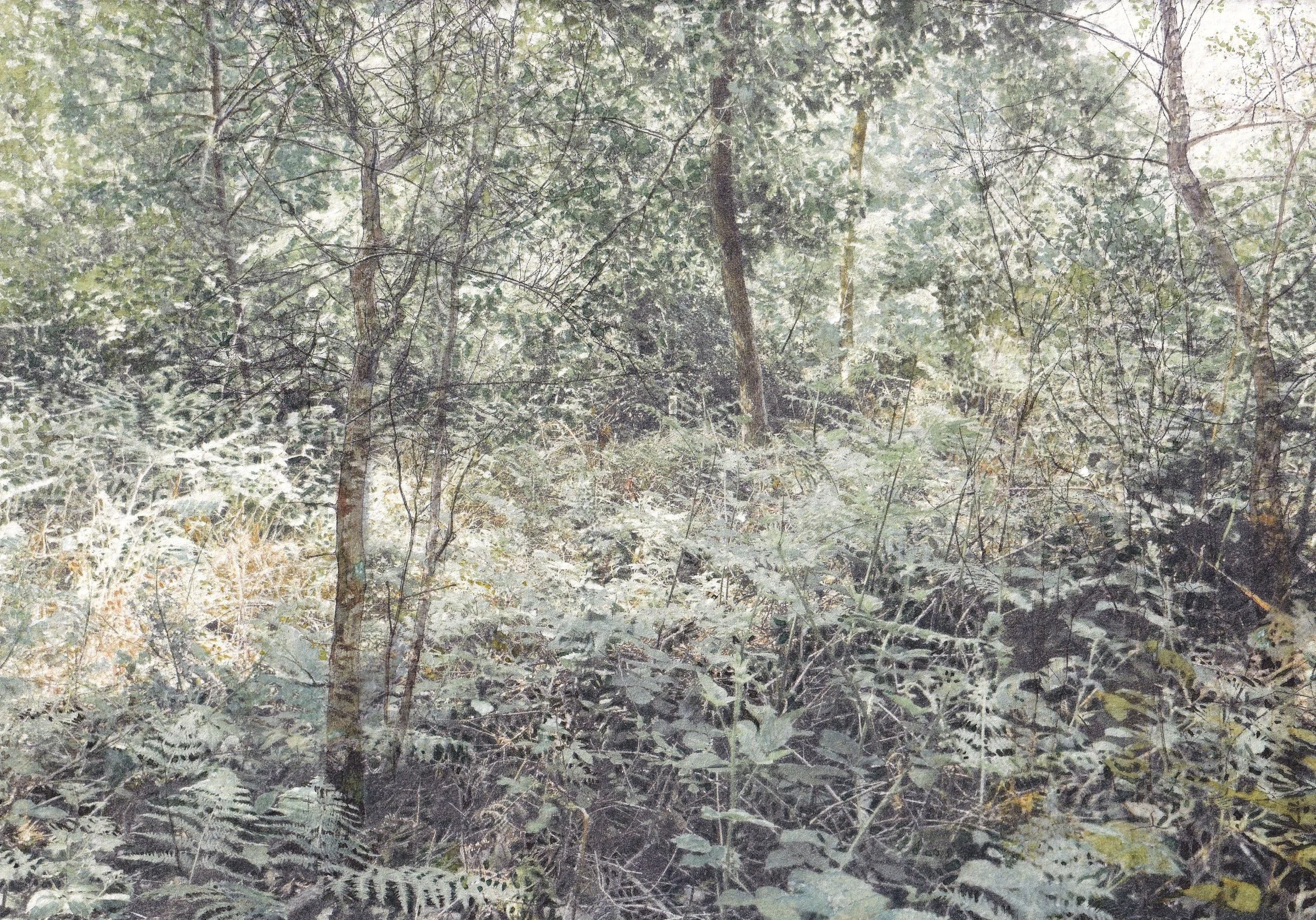 A Walk in the Woods