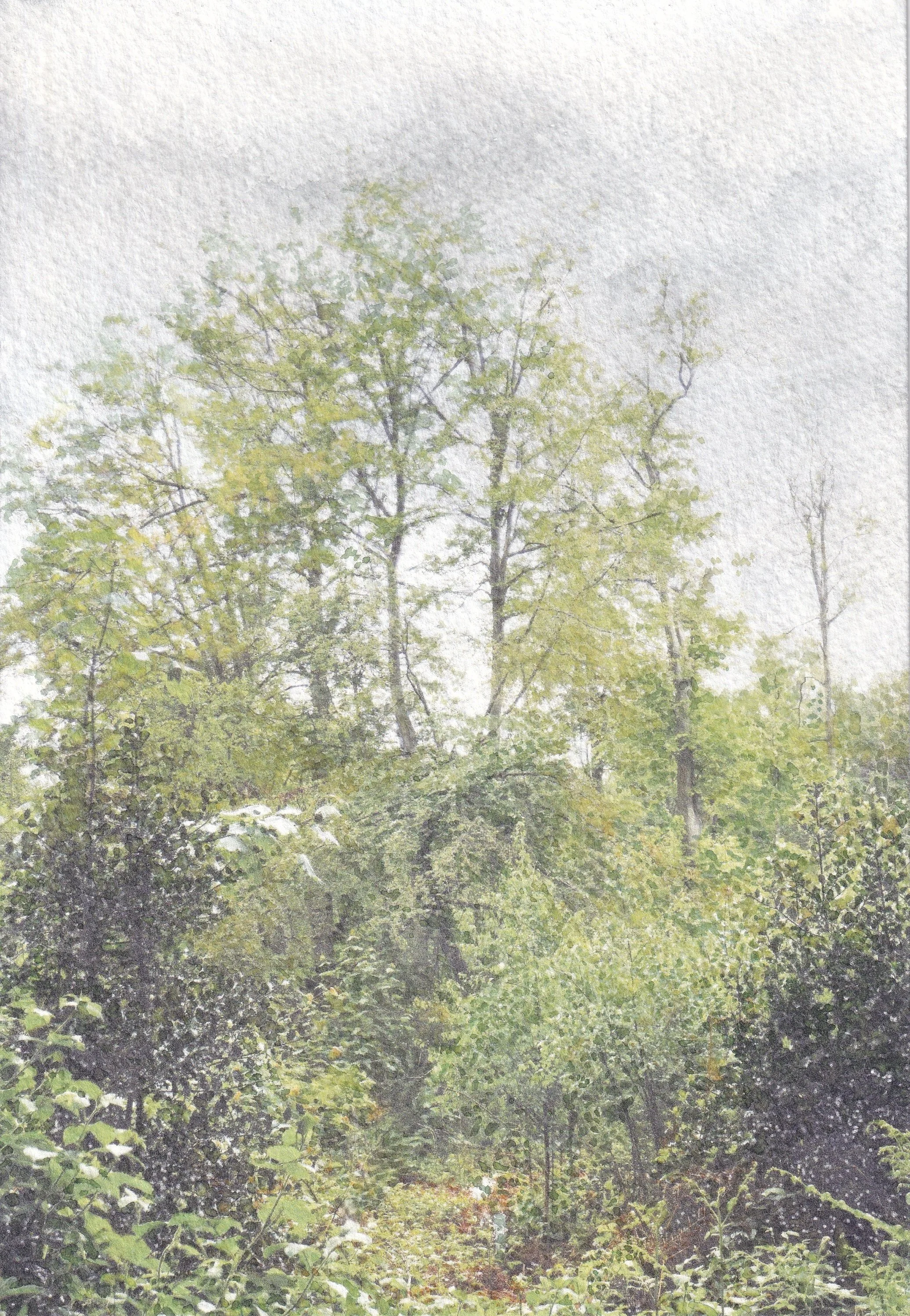 The Edge of the Forest