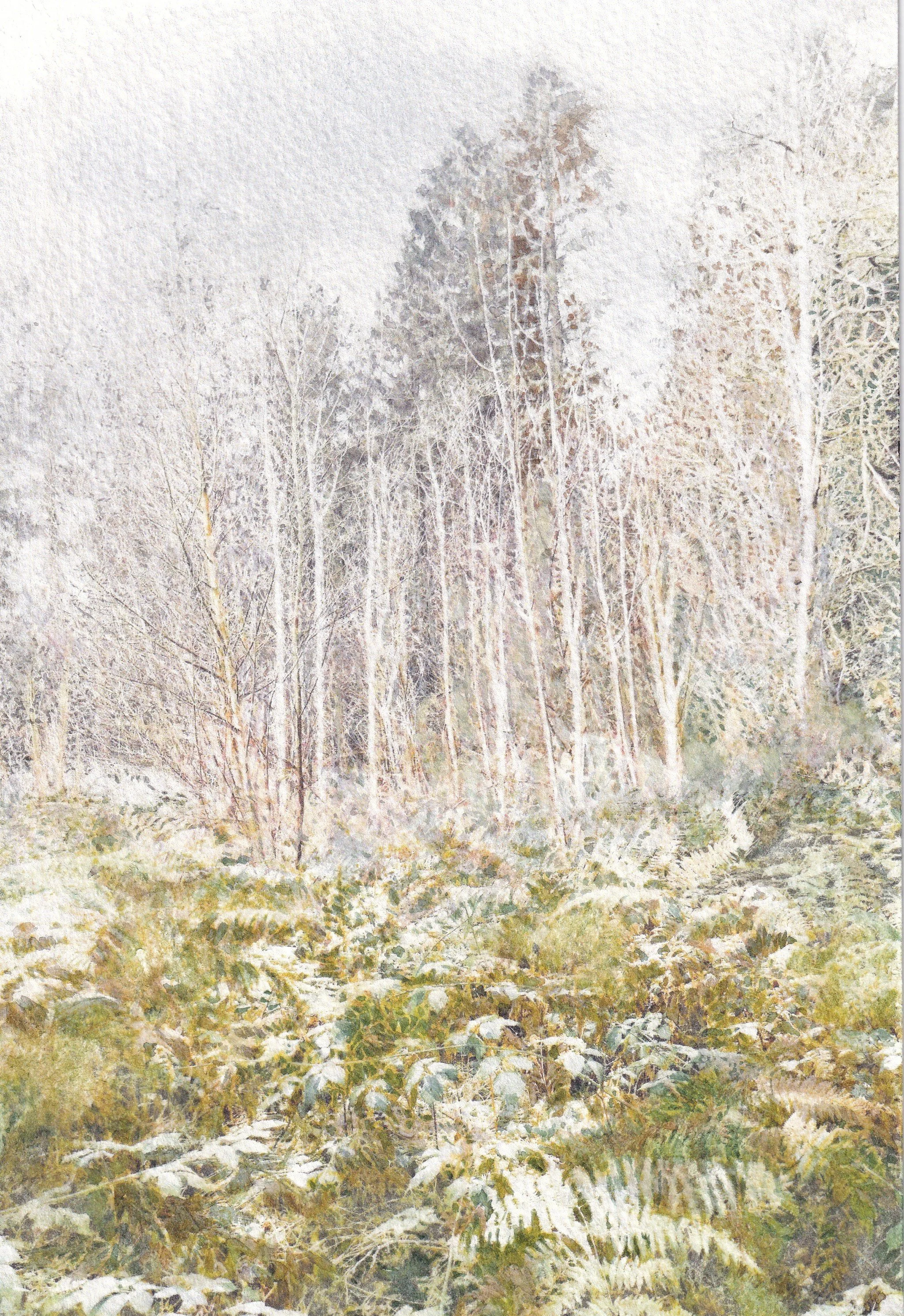 Changing Light in the Outwoods