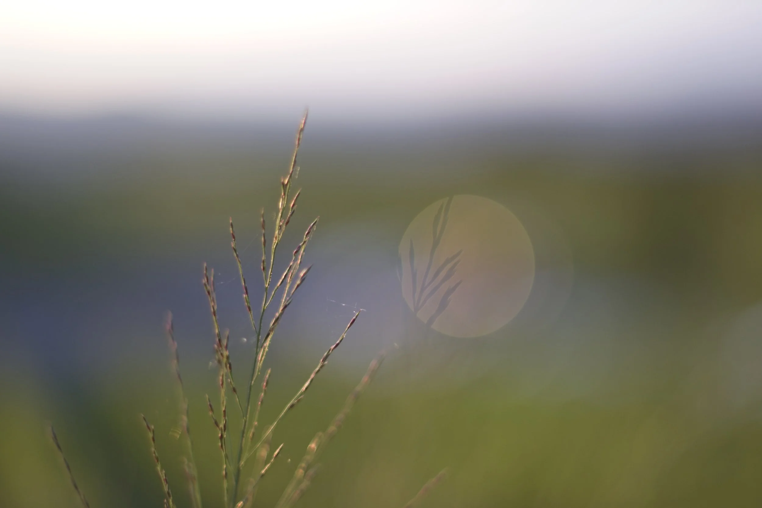 IO_takumar_50mm_f1,4__DSF7083.jpg