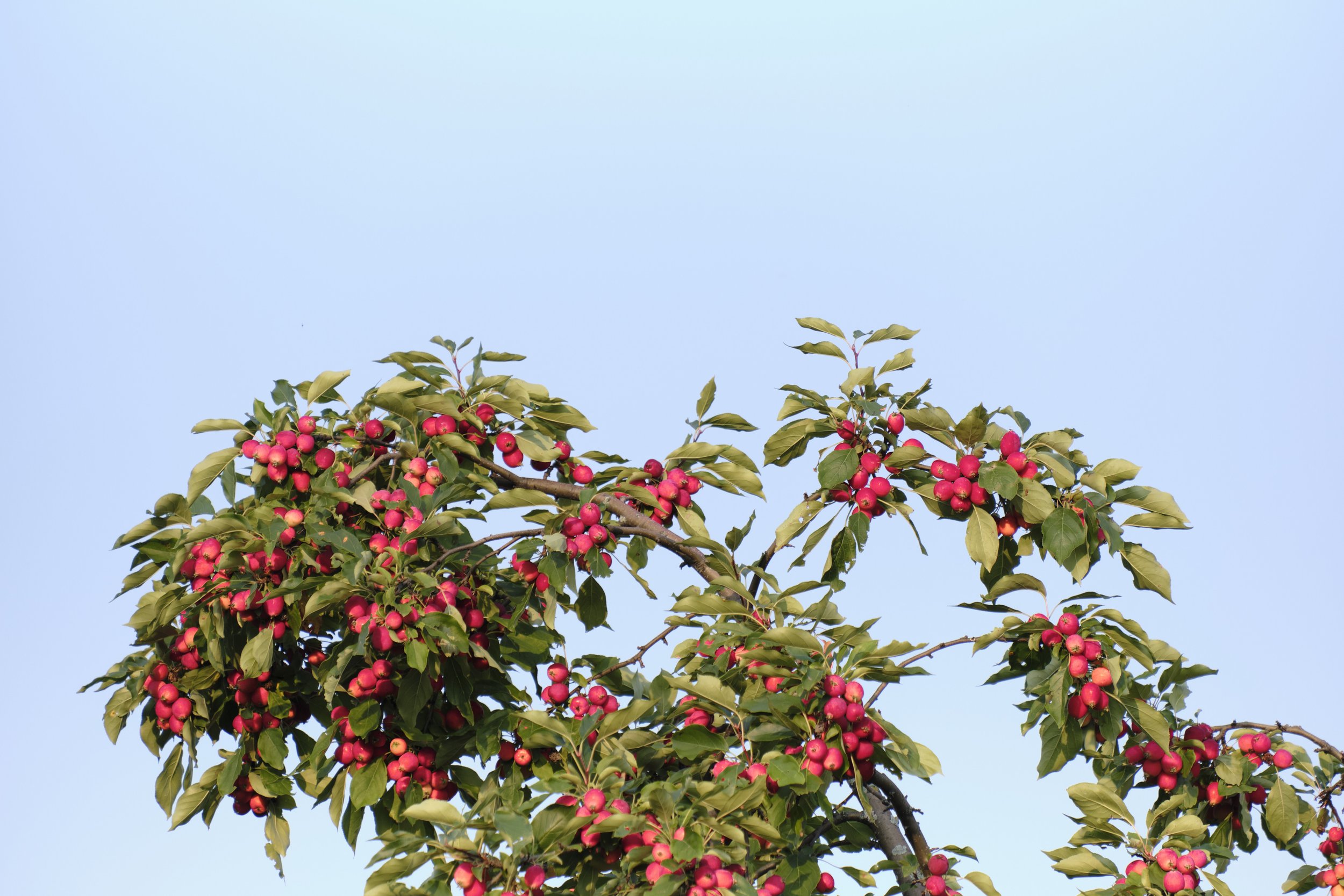 pomettes_DSF3372.jpg