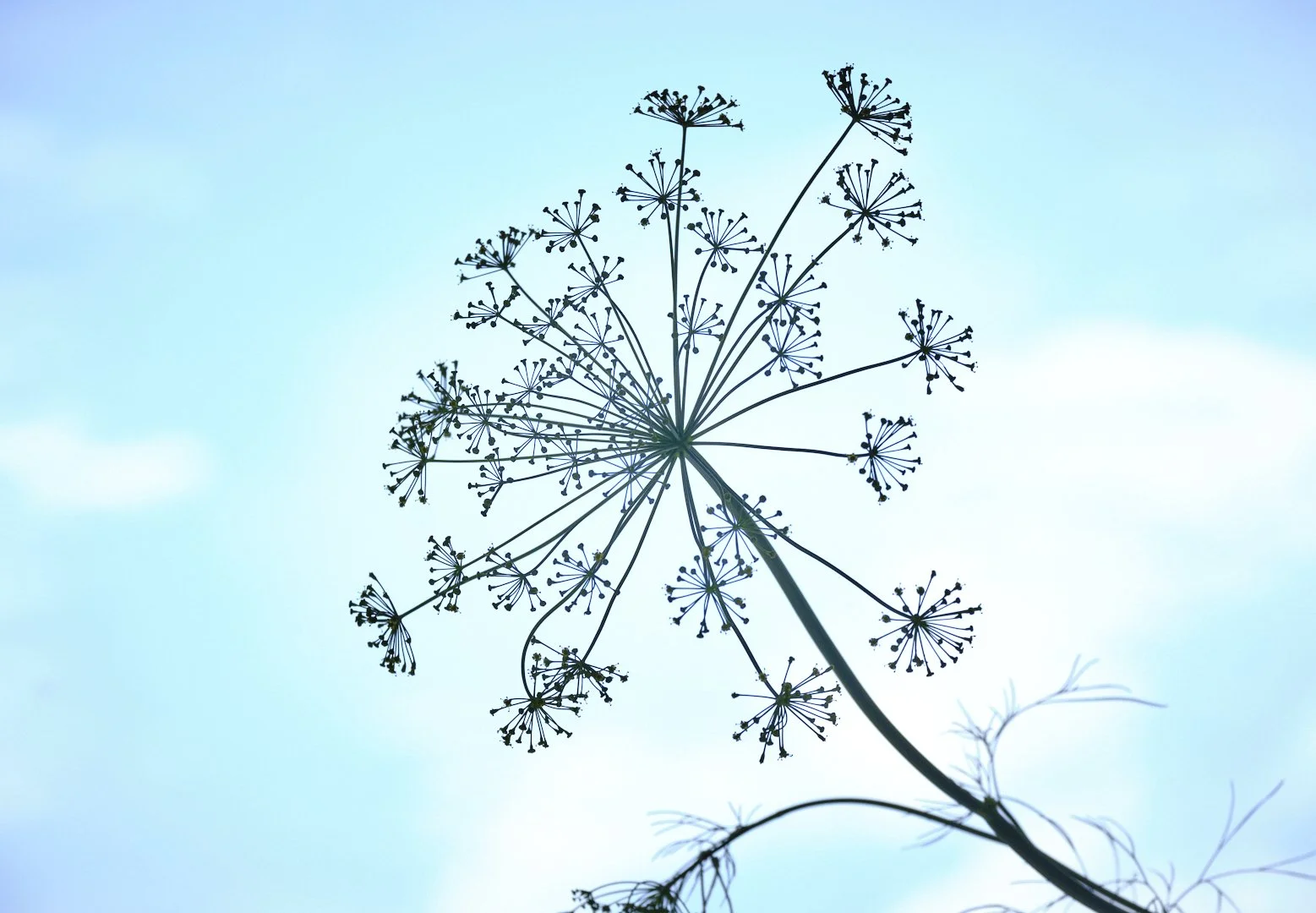 fleur_Aneth_DSF7393.jpg
