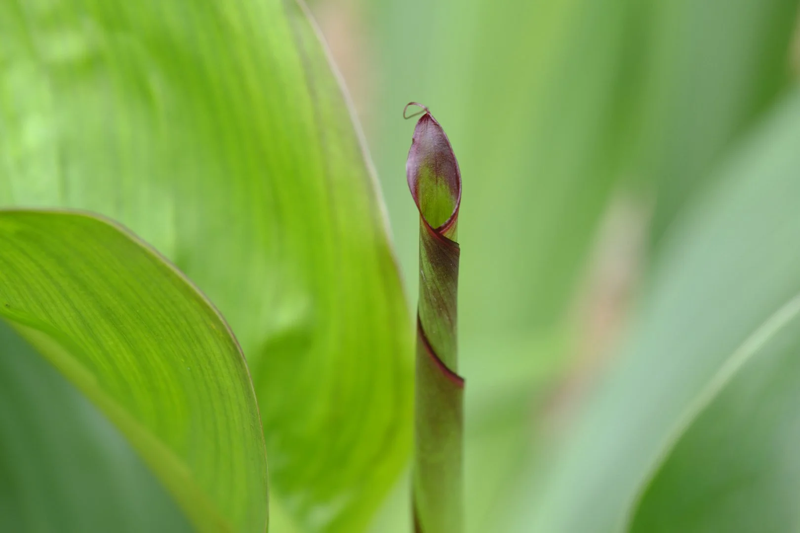 jardin_Fleurs_DSF6824.jpg