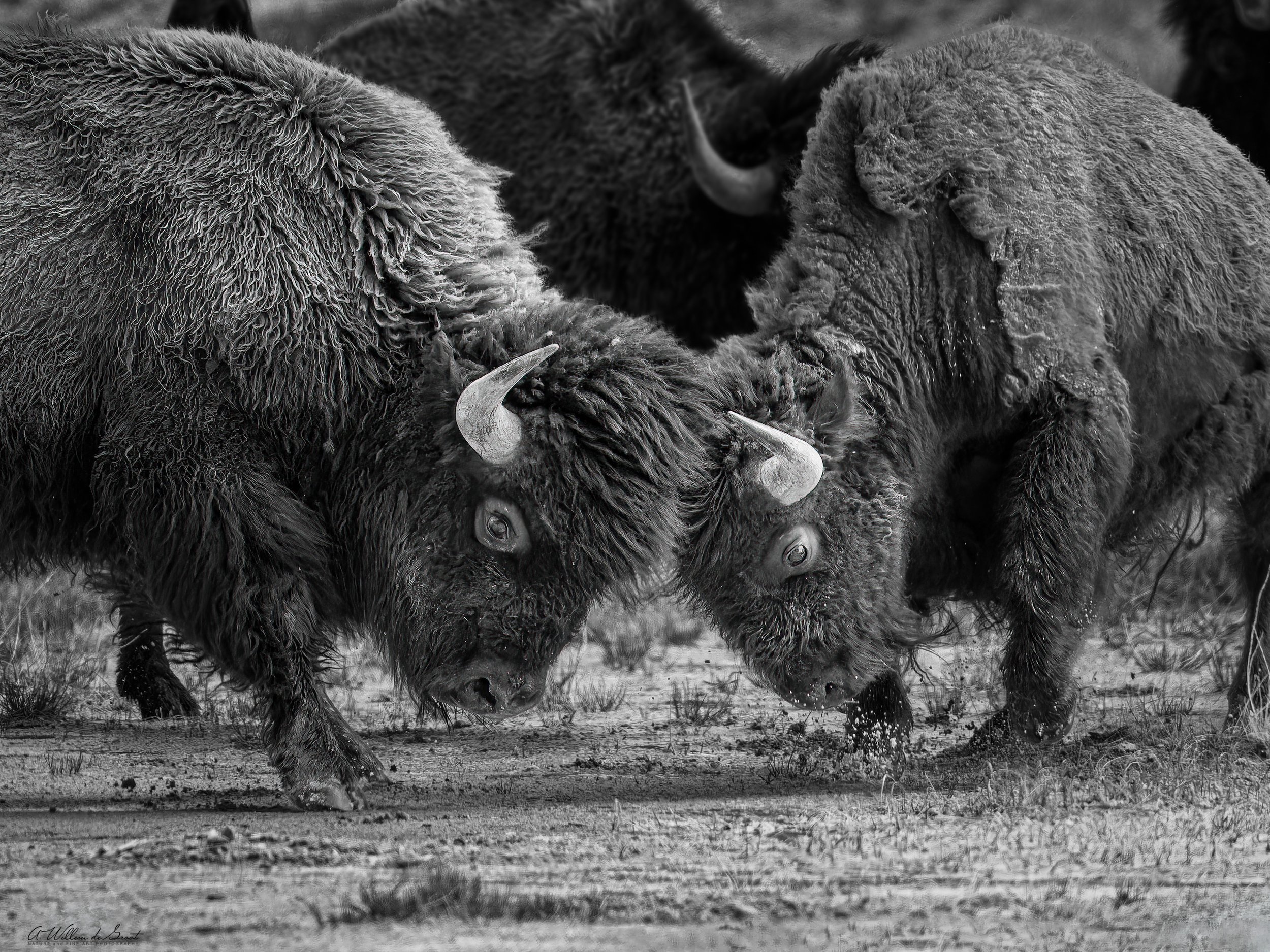 Two bison in Yellowstone NP
engaging in a head-to-head confrontation on a grassy terrain.