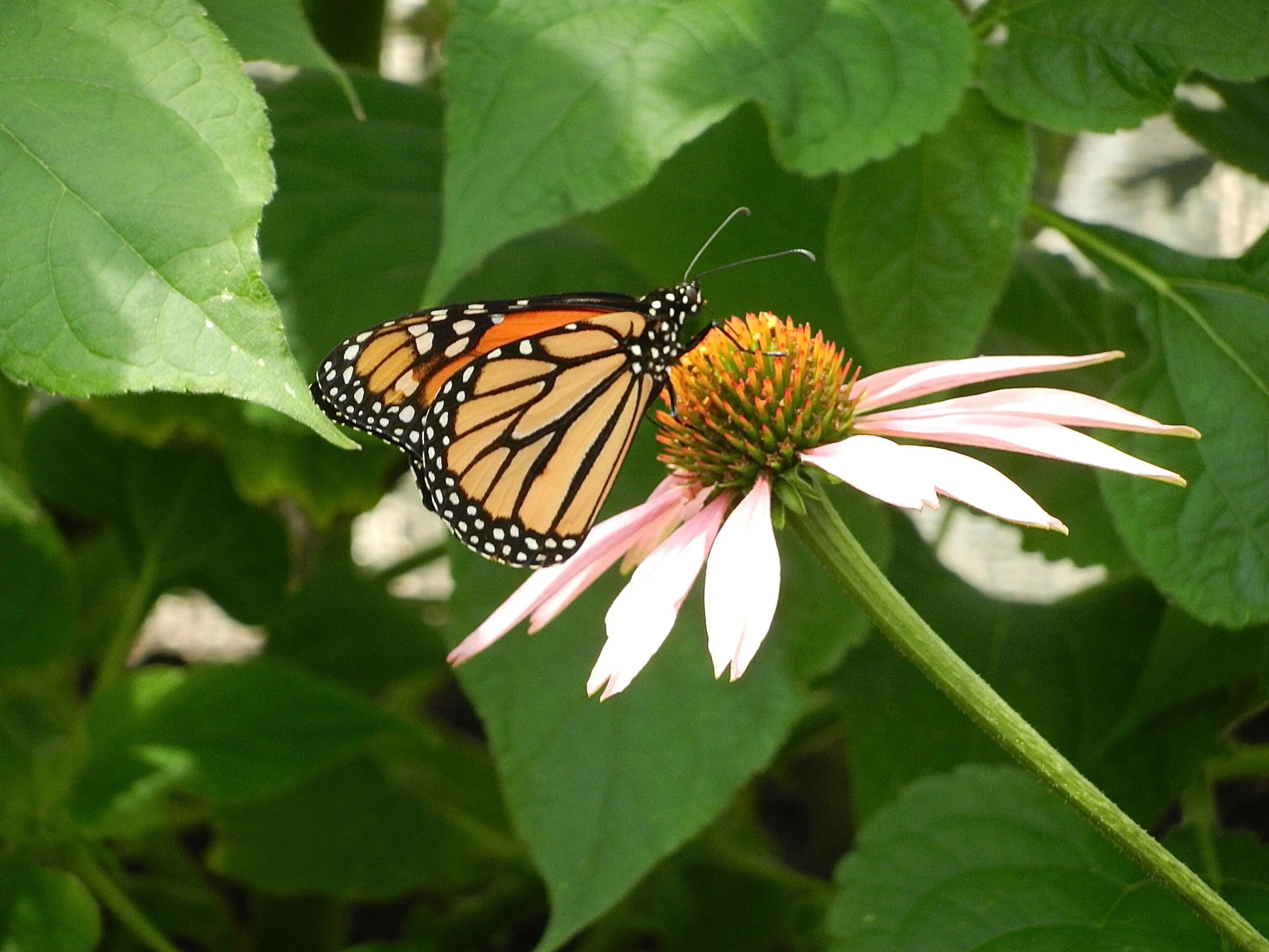 The Gut of Autoimmune Diseases