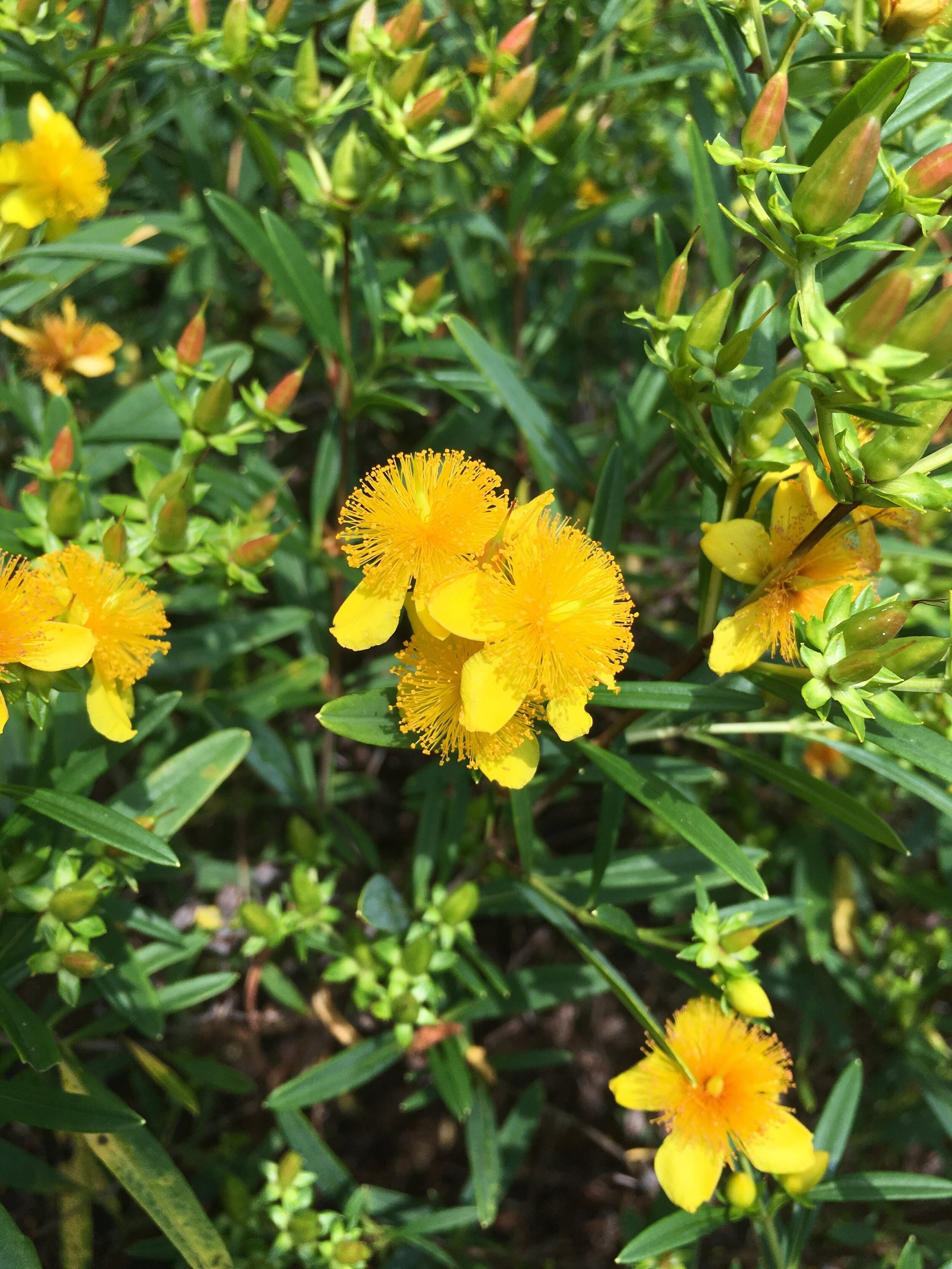 Common Considerations in Natural Medicine Contraindications