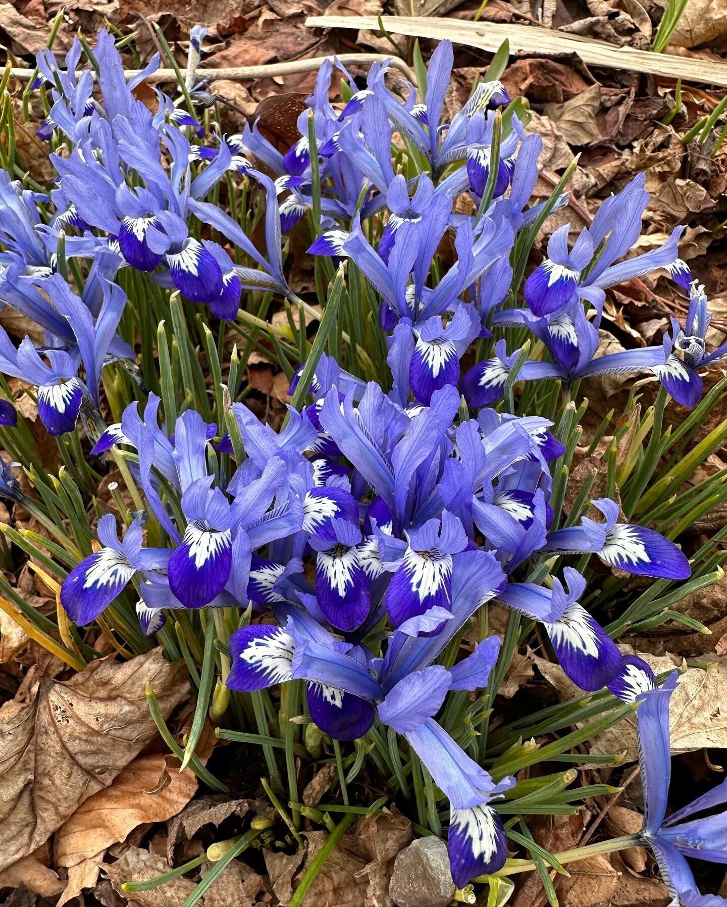 These Blue Flag Irises are so spectacular 😍⁣
⁣
Iris versicolor, as pretty as they are, have been used medicinally for many generations. You will find them in many Lymphatic Supporting formulas (such as those made by St. Francis Farms @stfrancisherbf