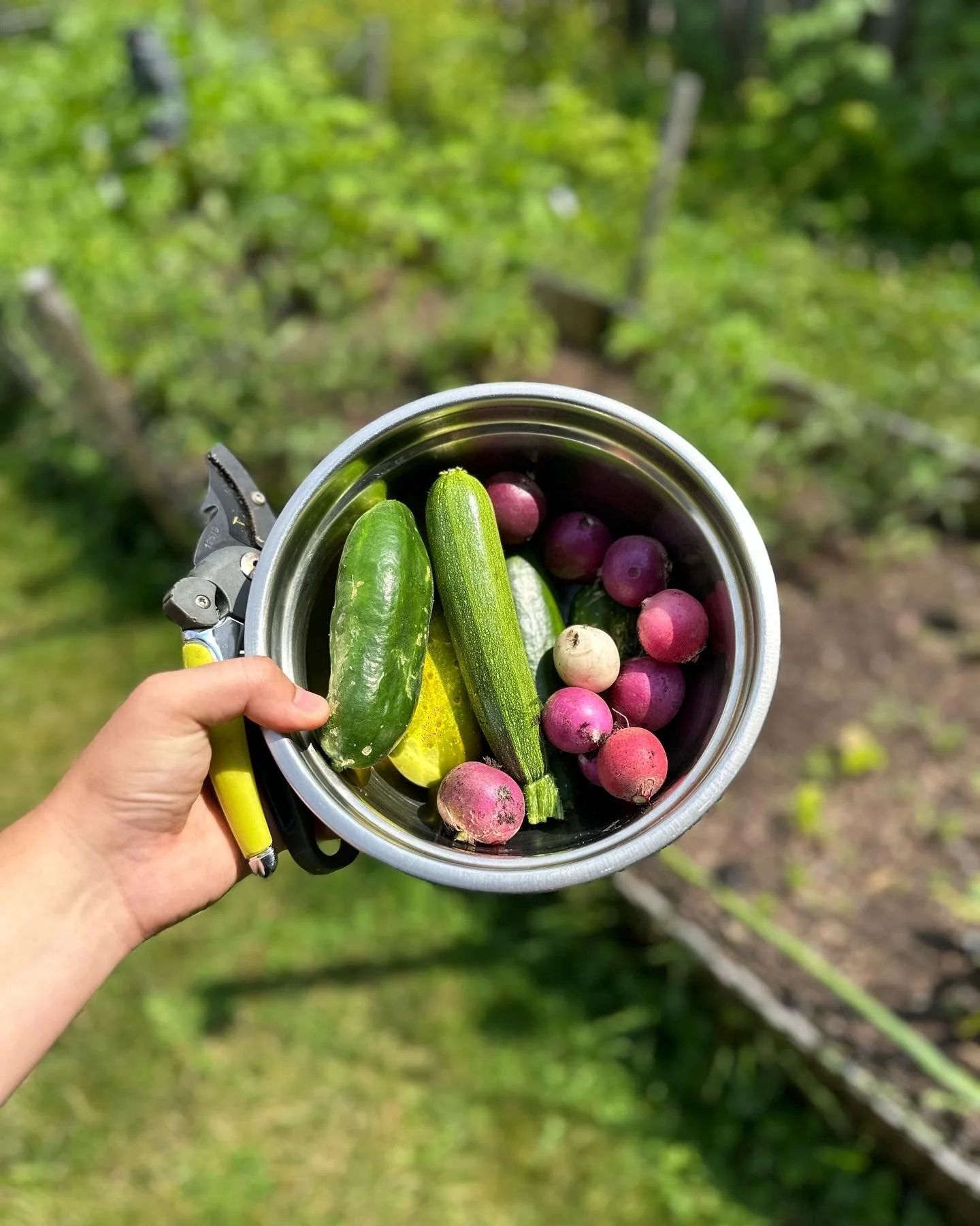 Autoimmune Protocol Diet, what is it?