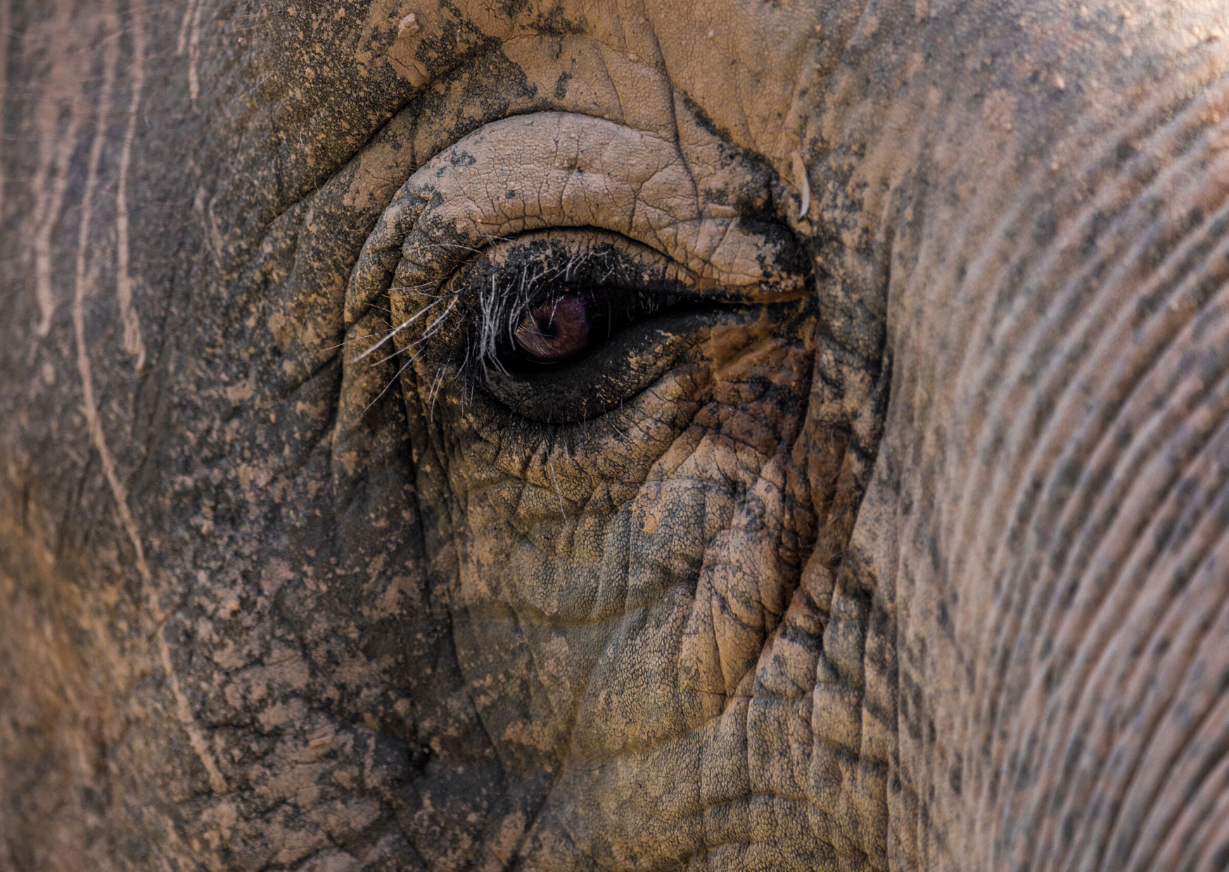 Elephant in the Room.png