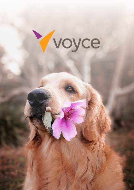 Voyce