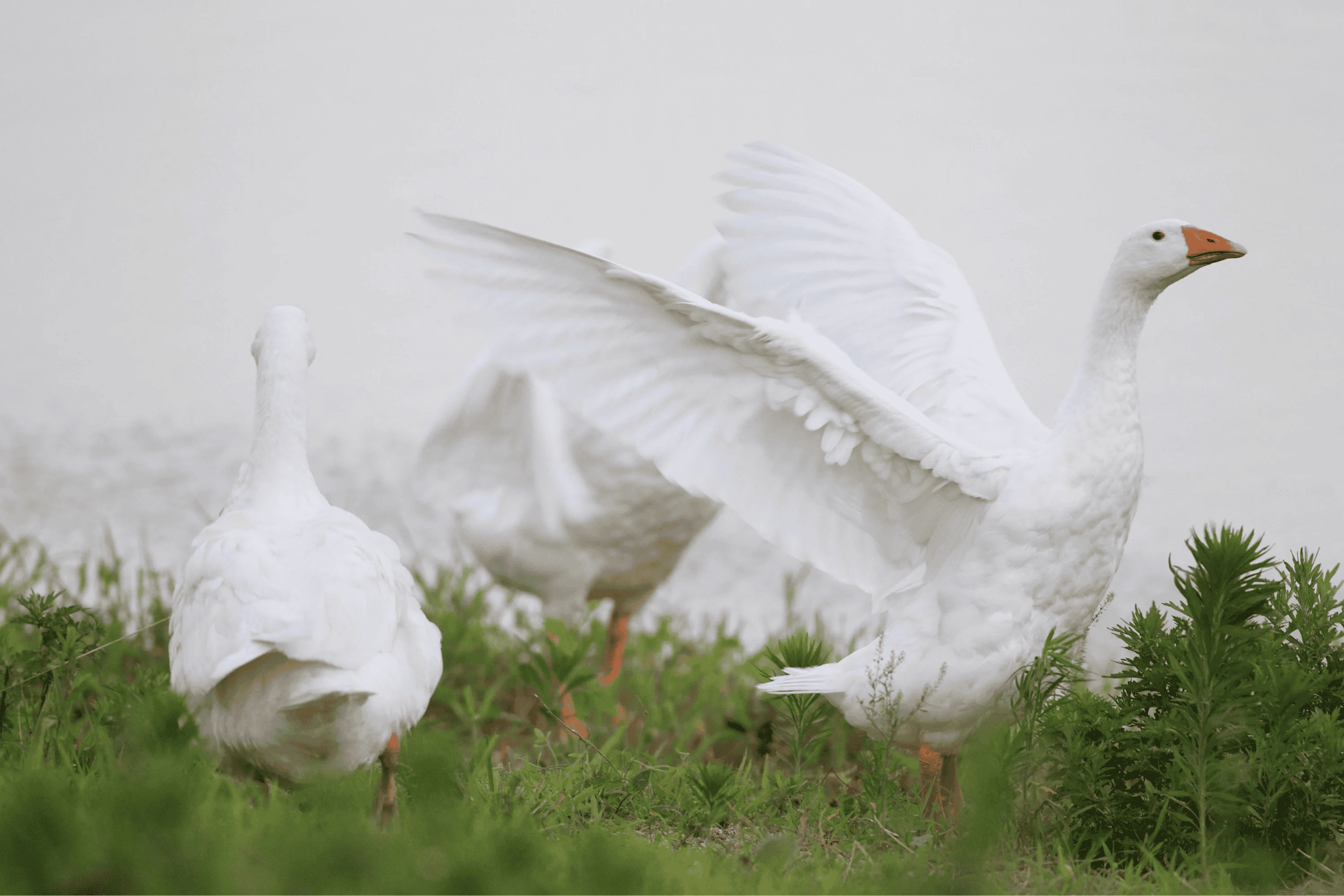 Wild Orchard Geese flying.png