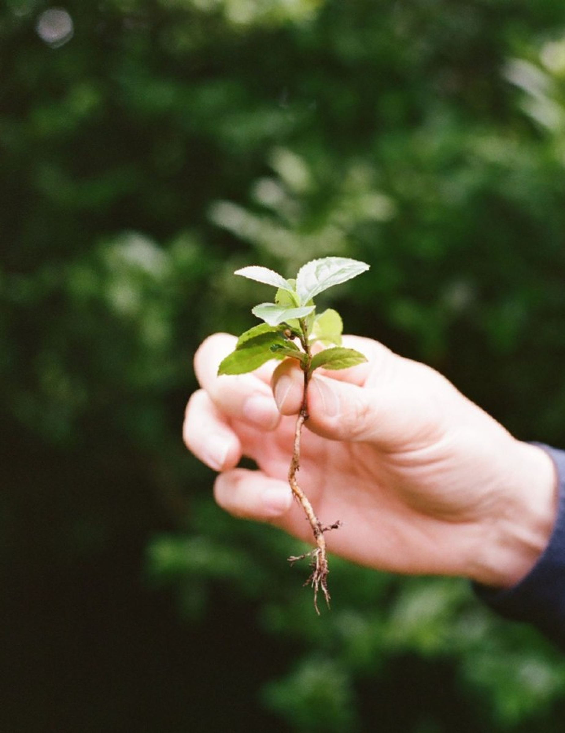 Wild Orchard Hand with sprout.png