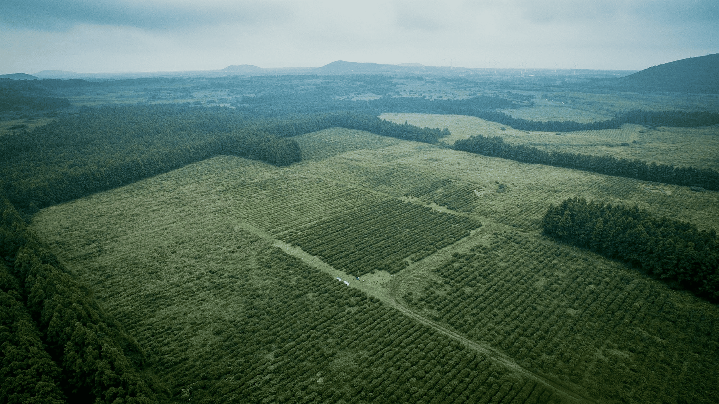Wild Orchard Arial Shot.png