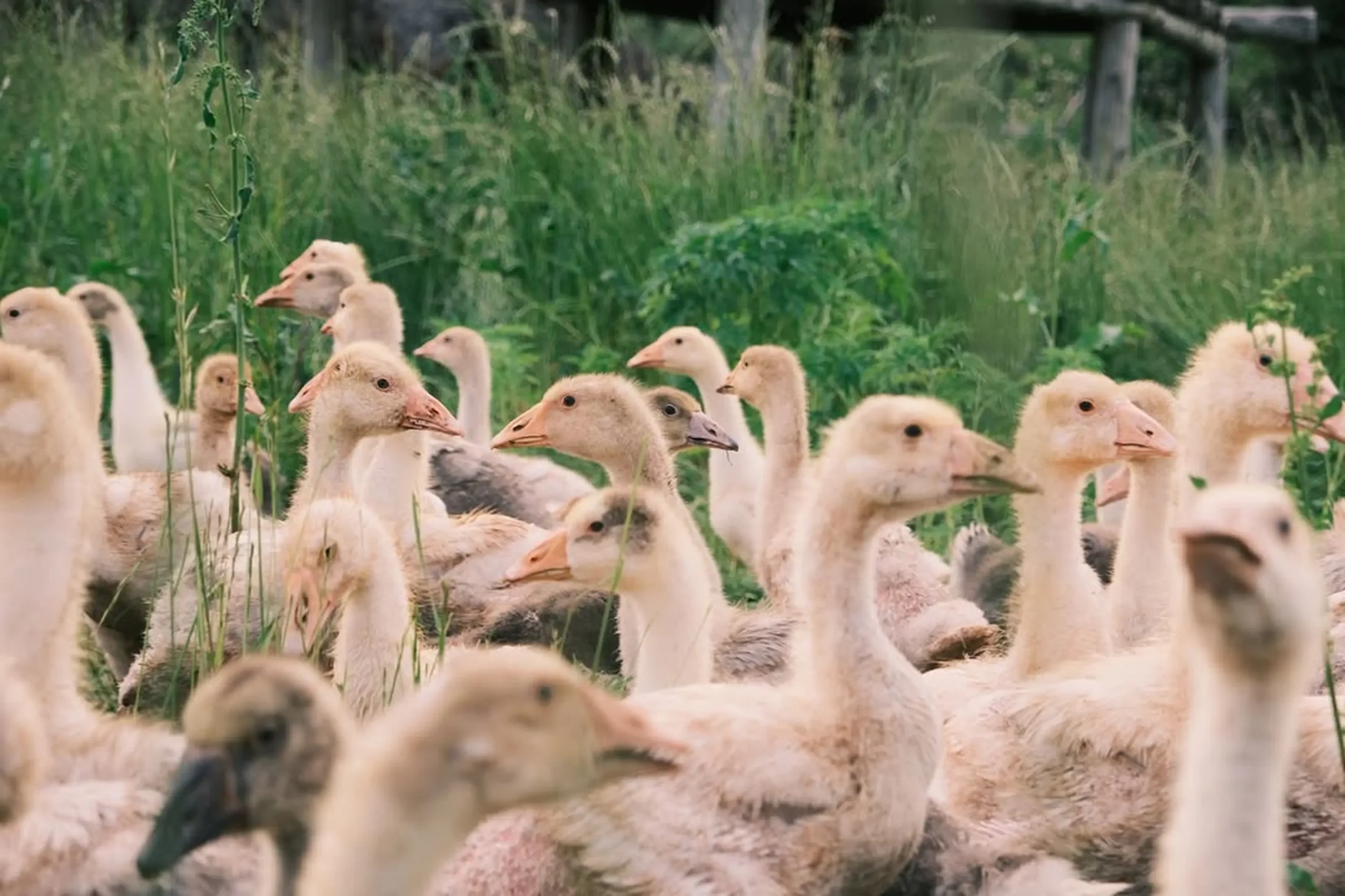 Wild Orchard Geese Flock.webp
