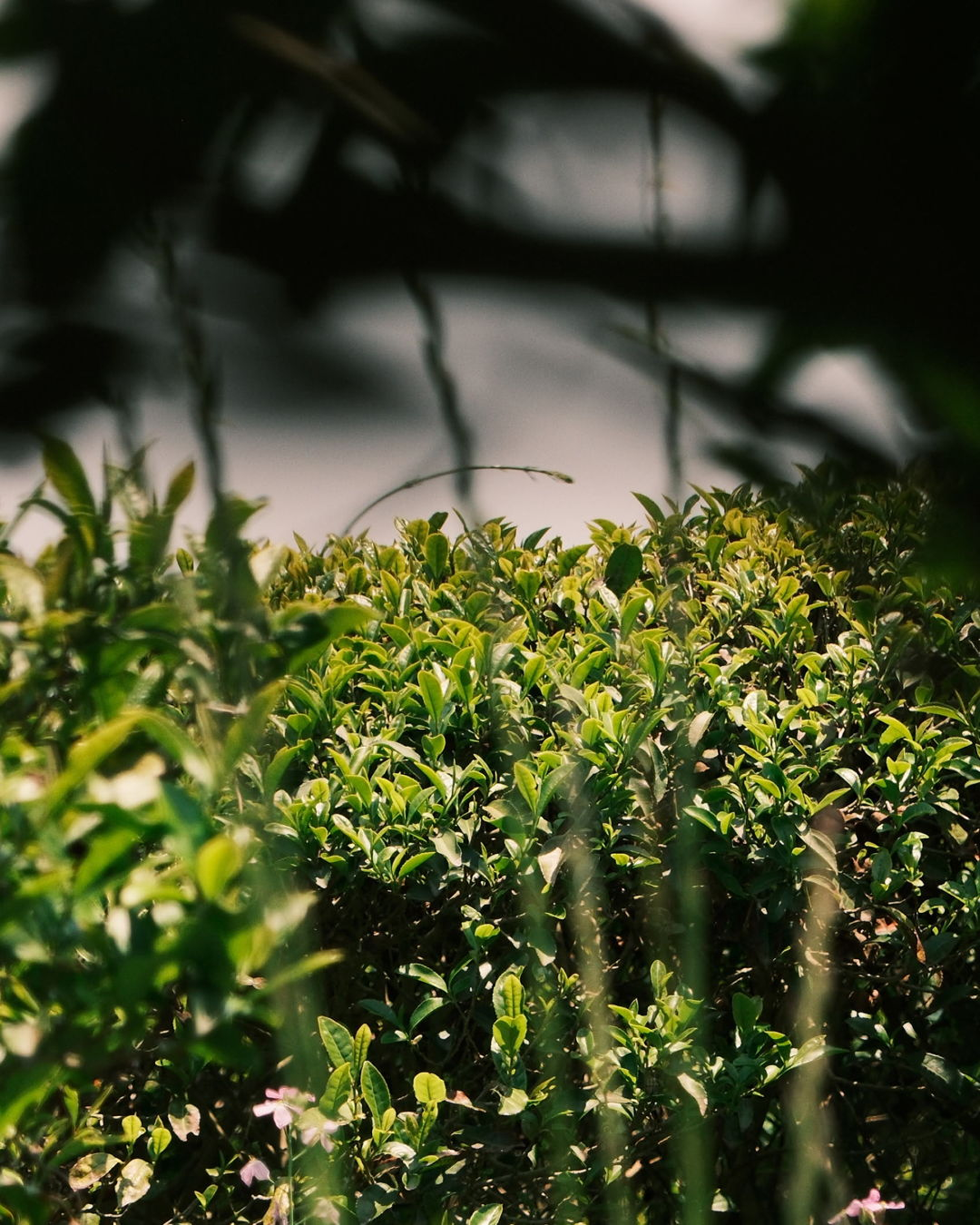 Wild Orchard Grass Closeup.png
