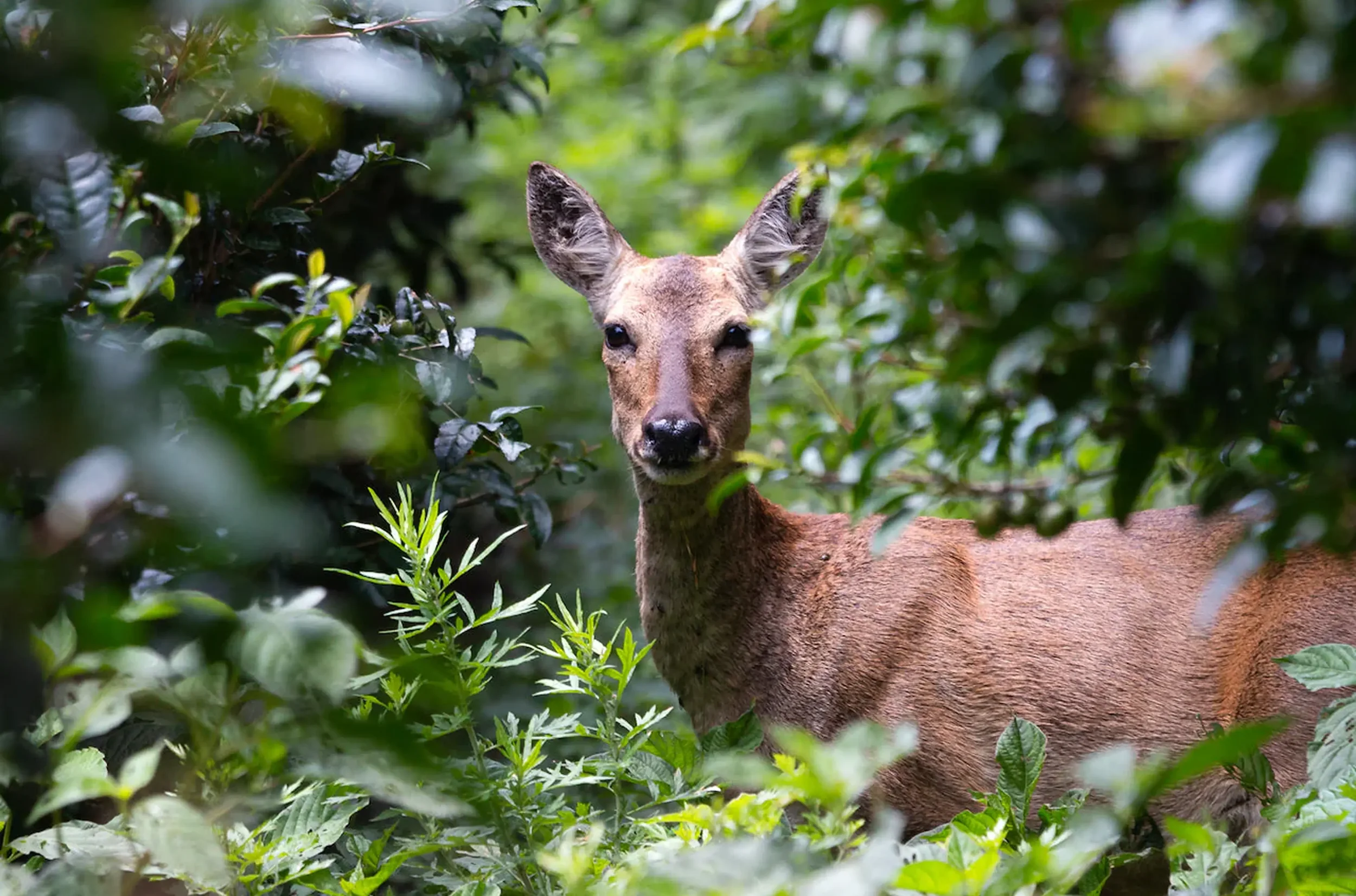 Wild_Orchard_Deerpng.webp